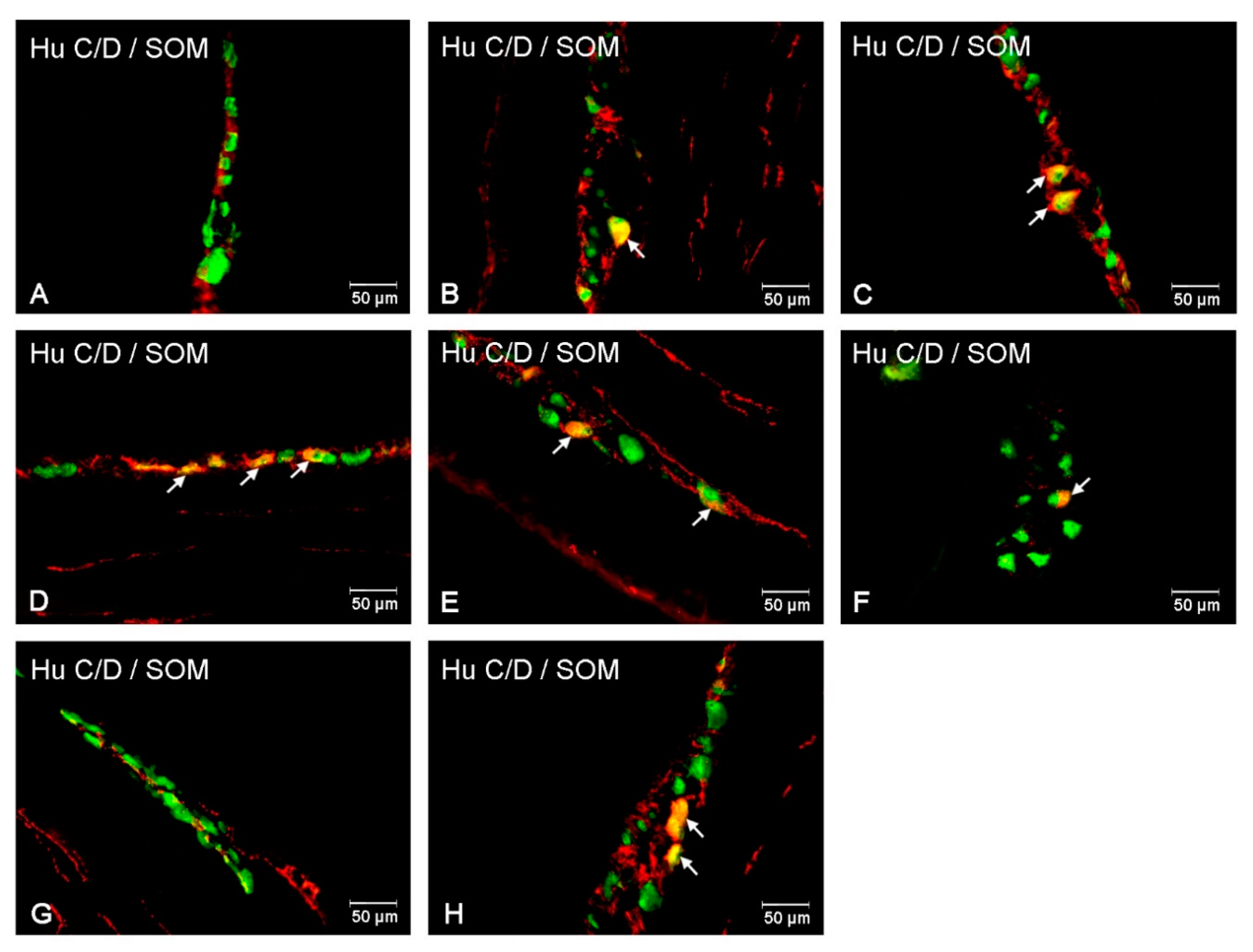 Animals 10 00142 g003