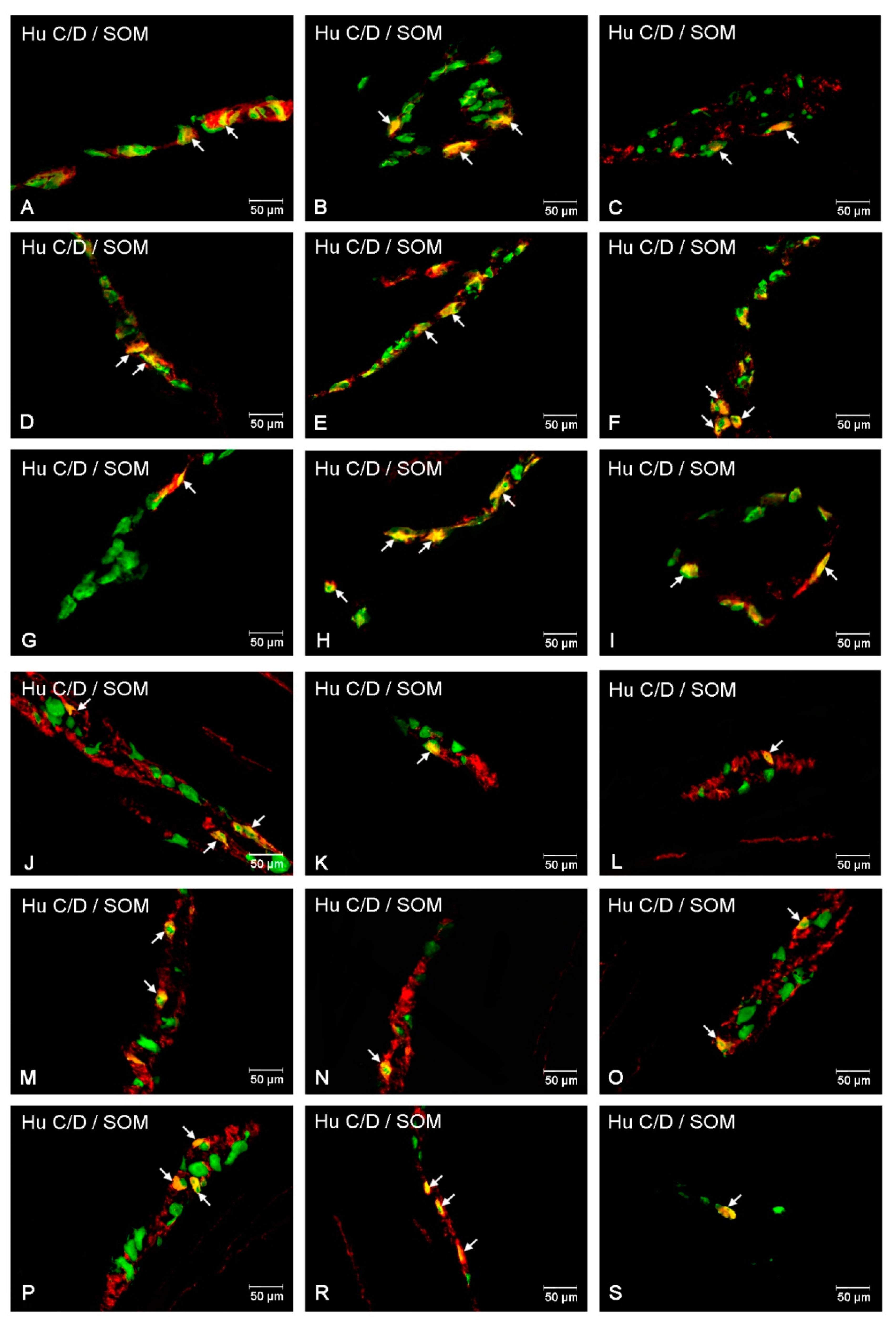 Animals 10 00142 g005