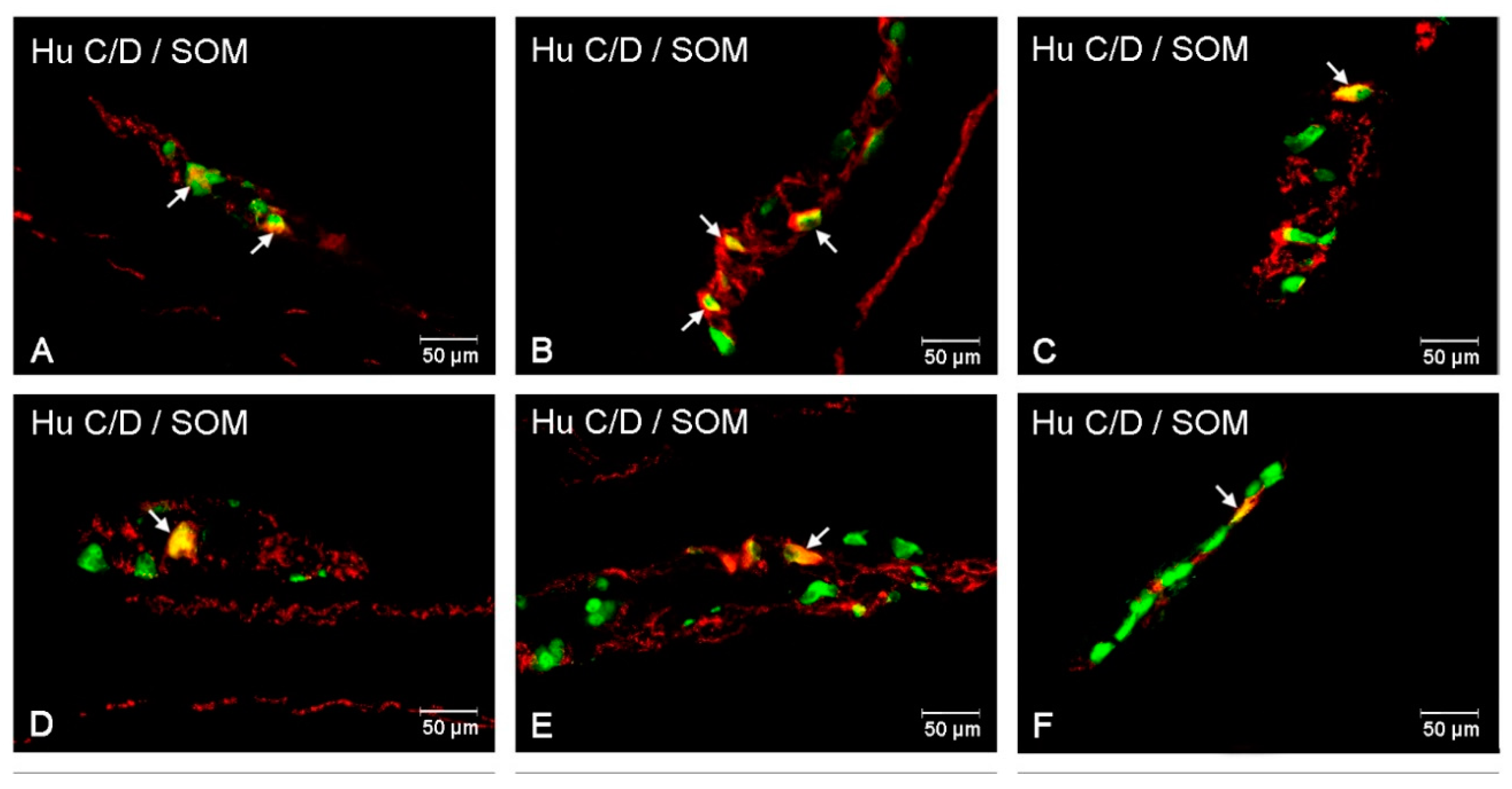 Animals 10 00142 g007