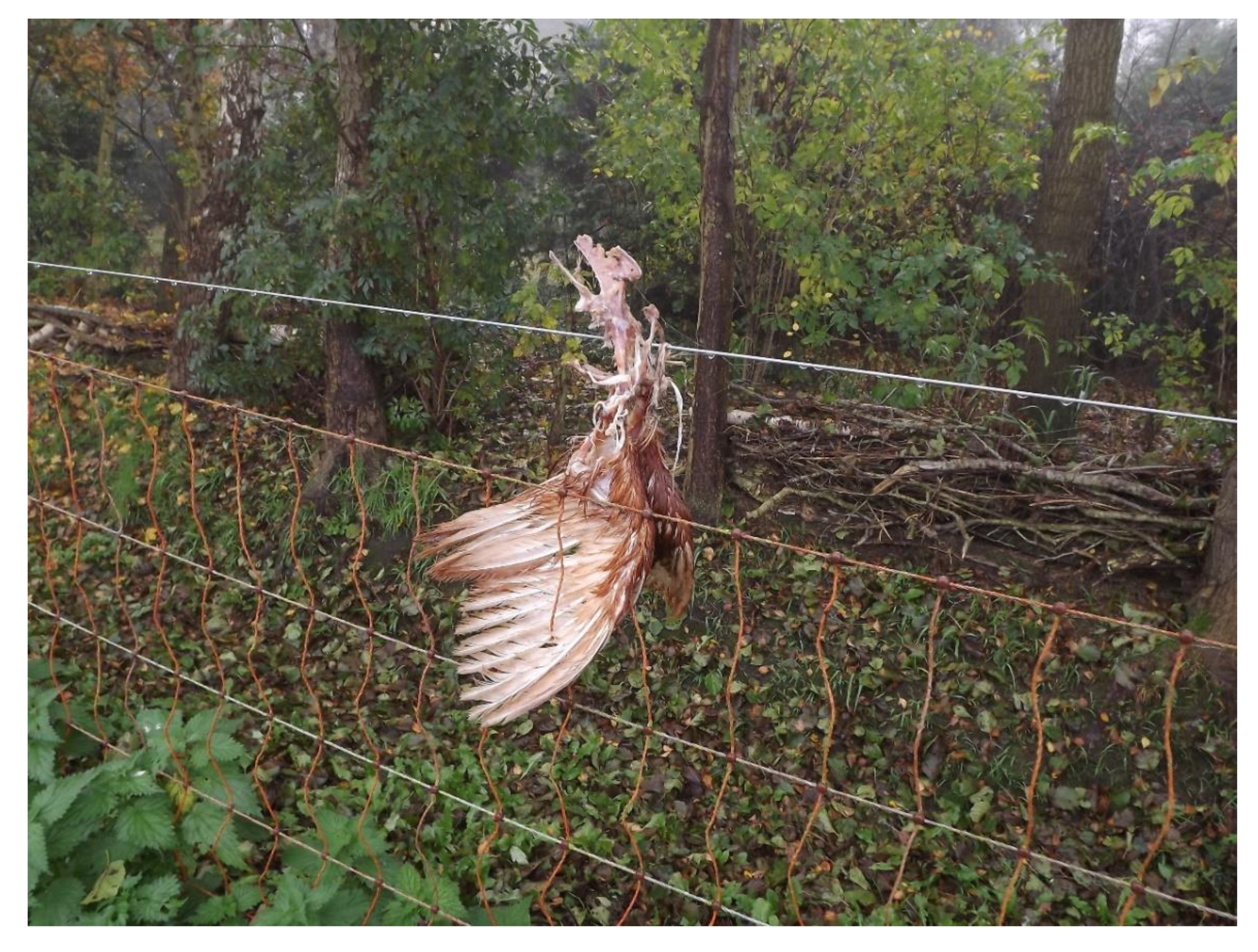 Animals 10 00177 g003 Animals 10 00177 g003