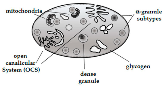 Animals | Free Full-Text | Platelet Function and Therapeutic Applications  in Dogs: Current Status and Future Prospects