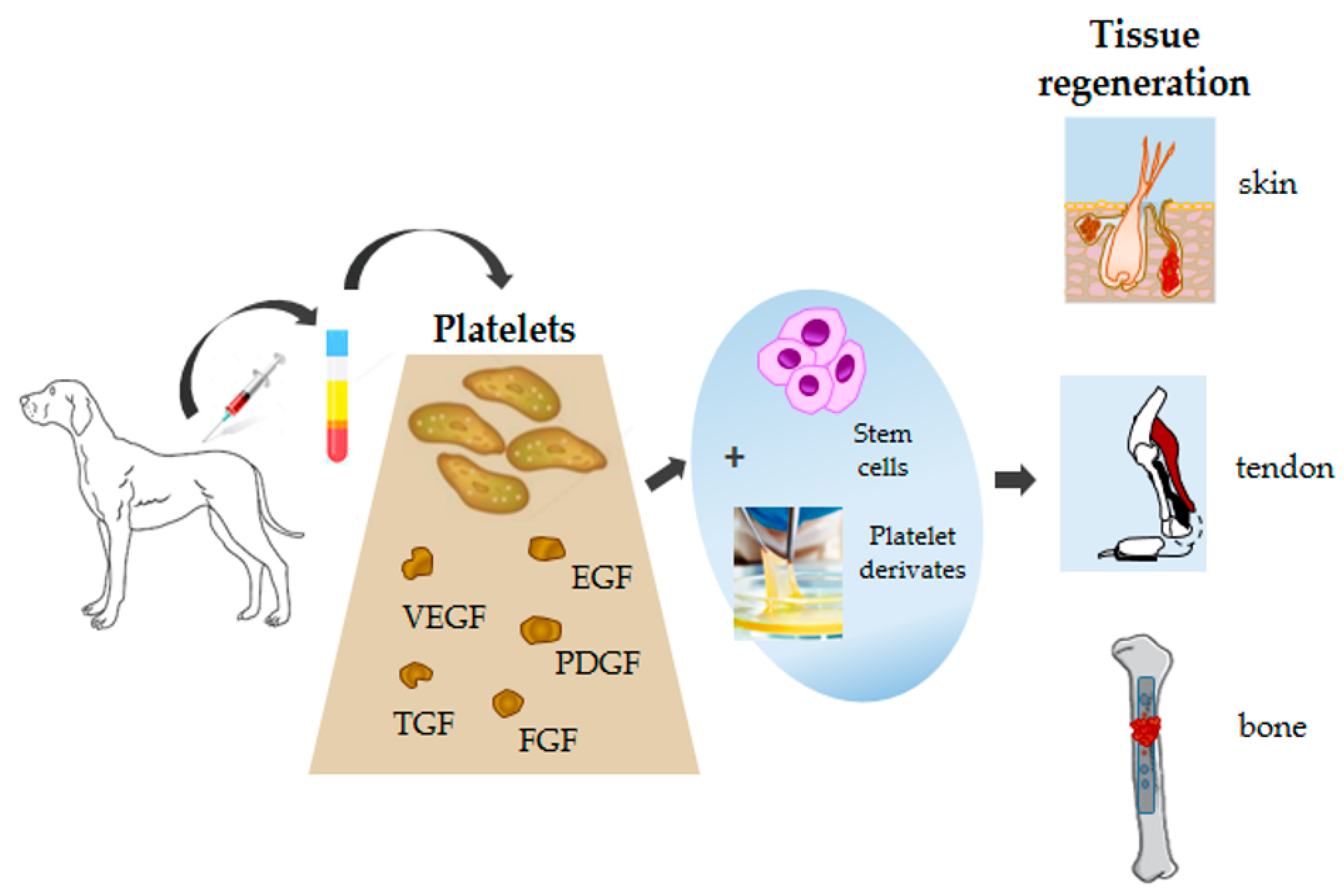 Animals Free Full Text Platelet Function And Therapeutic Applications In Dogs Current Status And Future Prospects Html