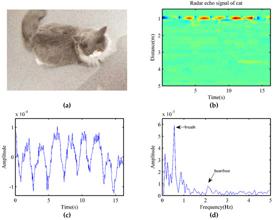 Animals Free Full Text Non Contact Vital Signs Monitoring Of Dog And Cat Using A Uwb Radar Html