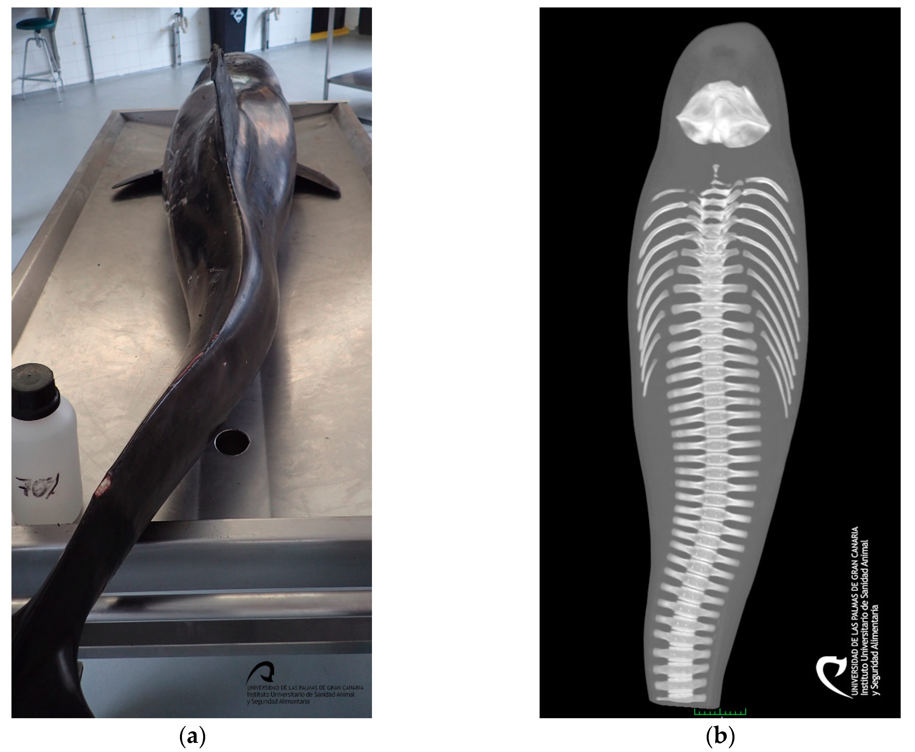 Animals | Free Full-Text | Capture Myopathy and Stress Cardiomyopathy in a Live-Stranded Risso's Dolphin (Grampus griseus) in Rehabilitation Animals | Free Full-Text | Capture Myopathy and Stress Cardiomyopathy in a Live-Stranded Risso's Dolphin (Grampus griseus) in Rehabilitation