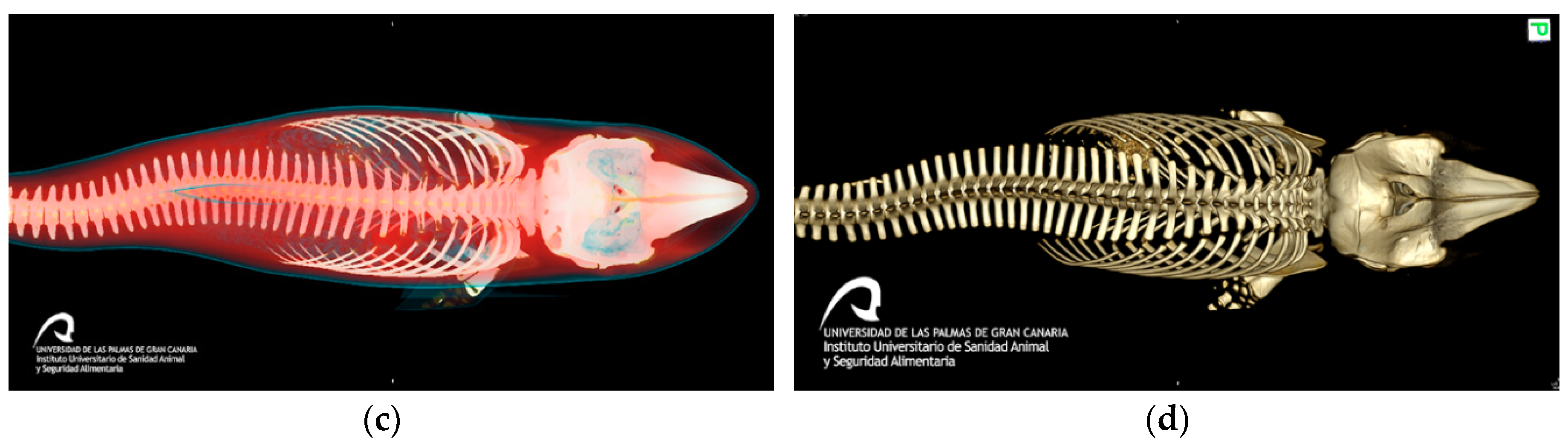 Animals | Free Full-Text | Capture Myopathy and Stress Cardiomyopathy in a Live-Stranded Risso's Dolphin (Grampus griseus) in Rehabilitation Animals | Free Full-Text | Capture Myopathy and Stress Cardiomyopathy in a Live-Stranded Risso's Dolphin (Grampus griseus) in Rehabilitation