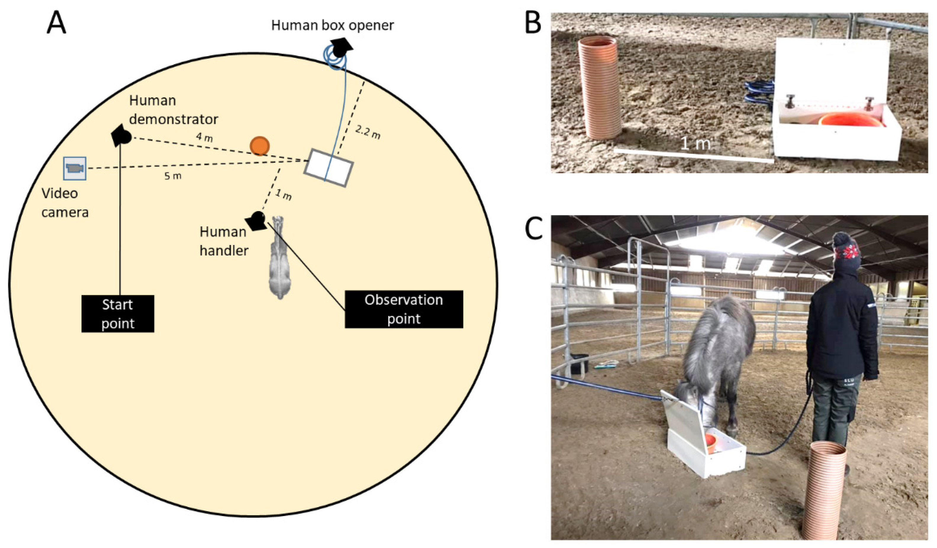 Animals | Free Full-Text | Horses Failed to Learn from Humans by Observation Animals | Free Full-Text | Horses Failed to Learn from Humans by Observation