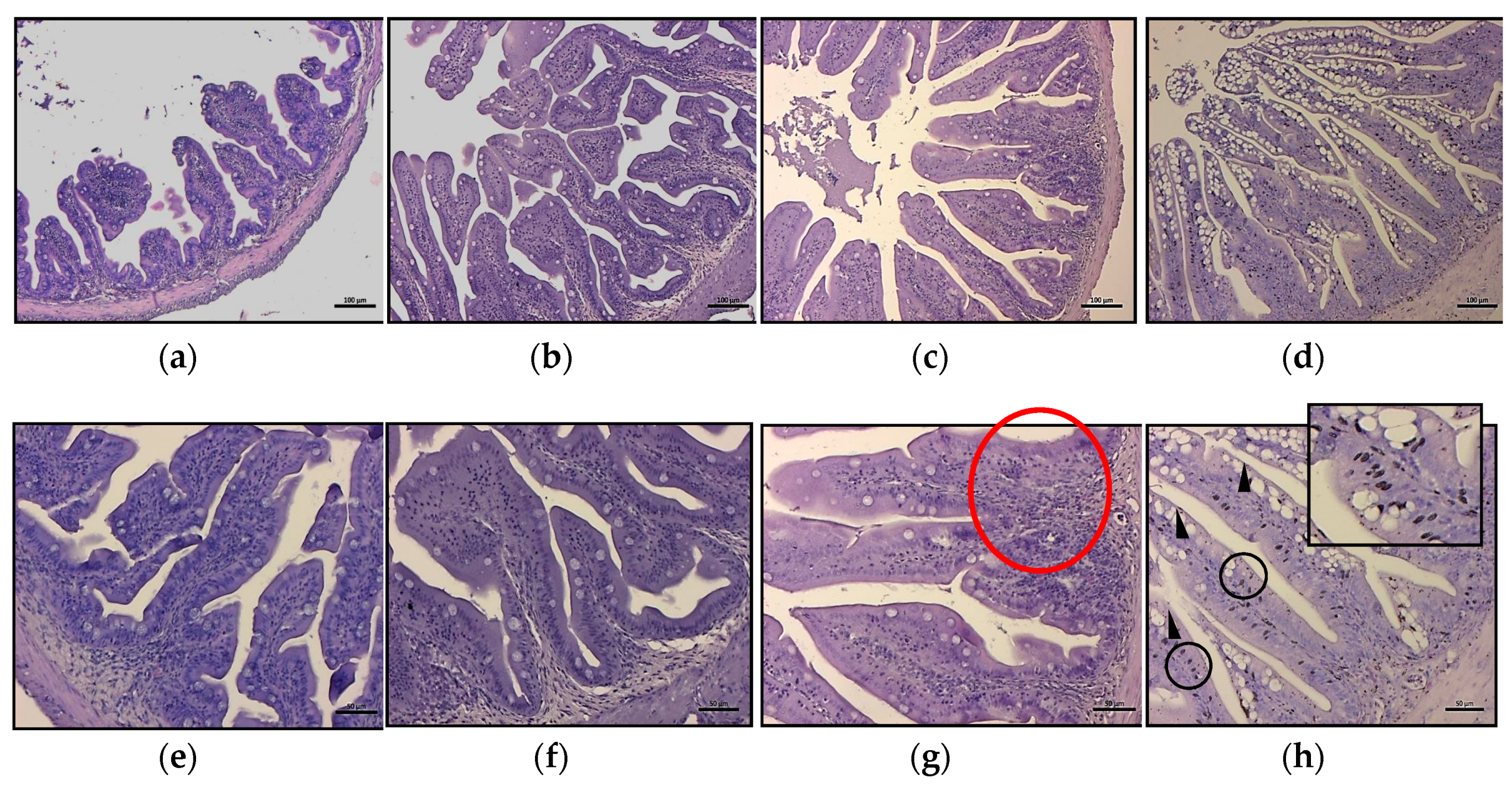 Animals 10 00231 g002