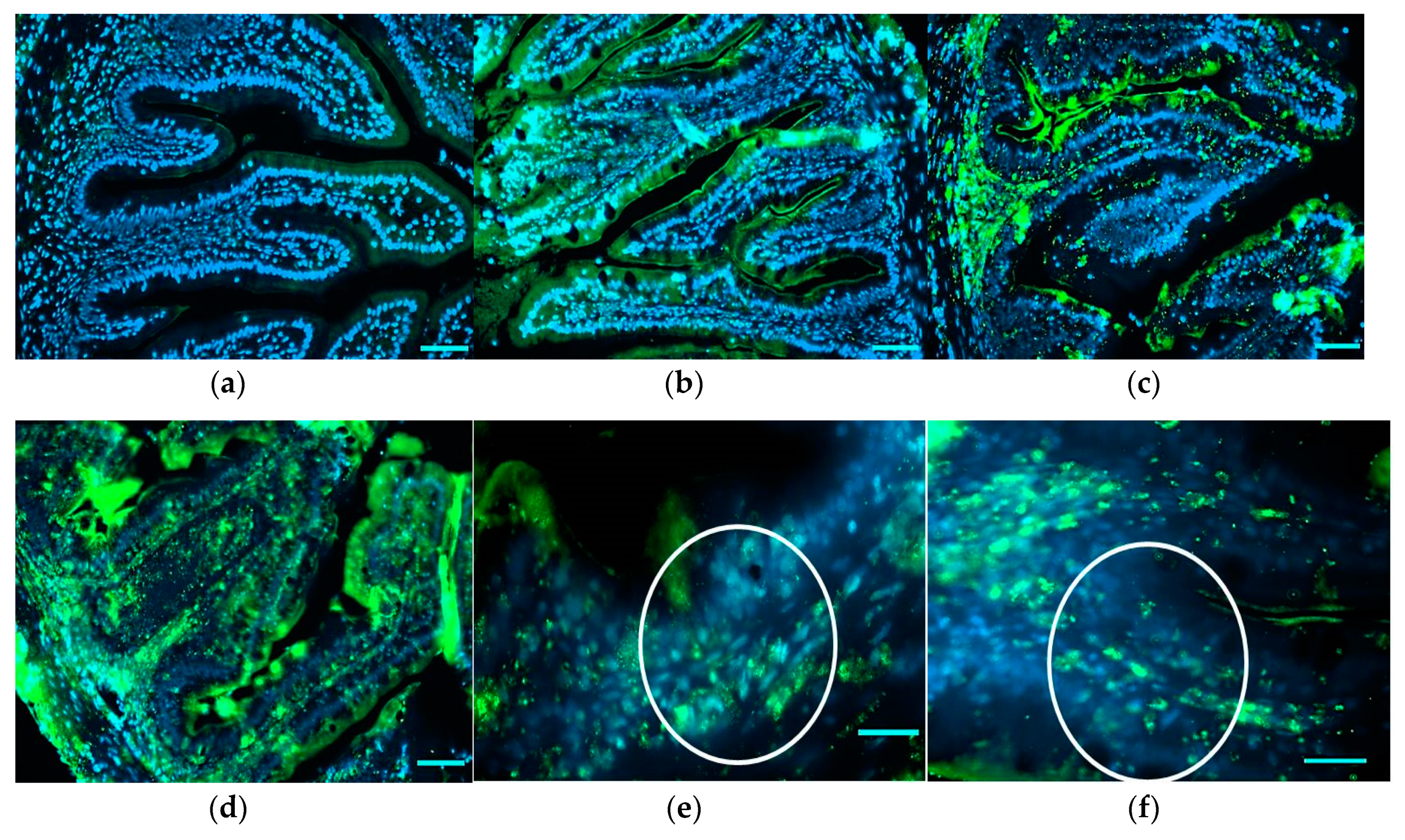 Animals 10 00231 g003