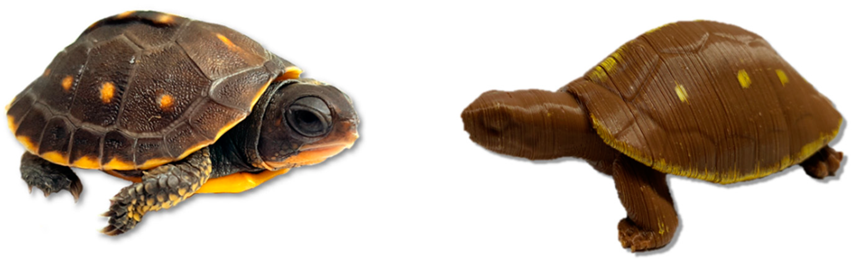 Animals 10 00275 g001