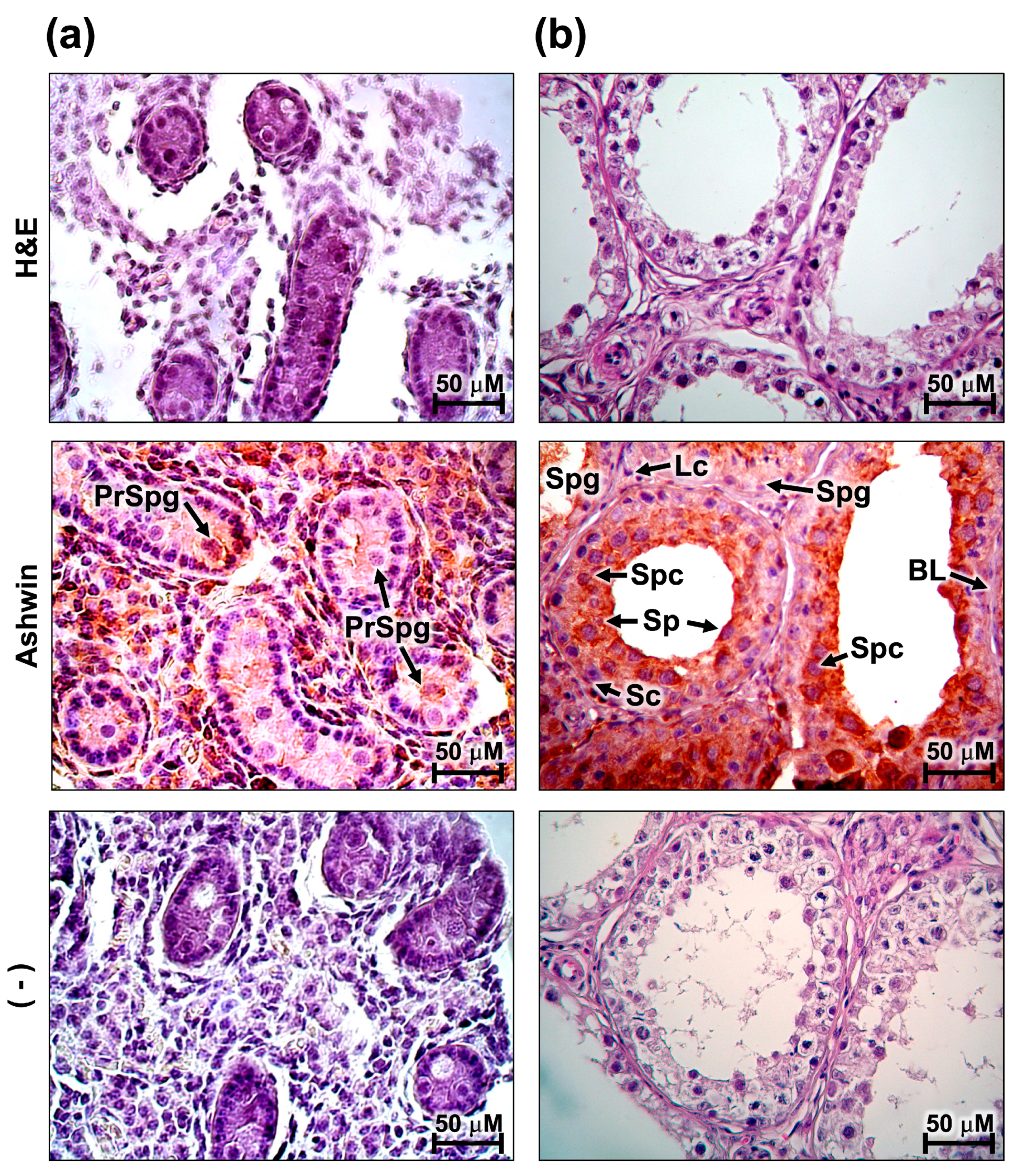 Animals 10 00276 g004