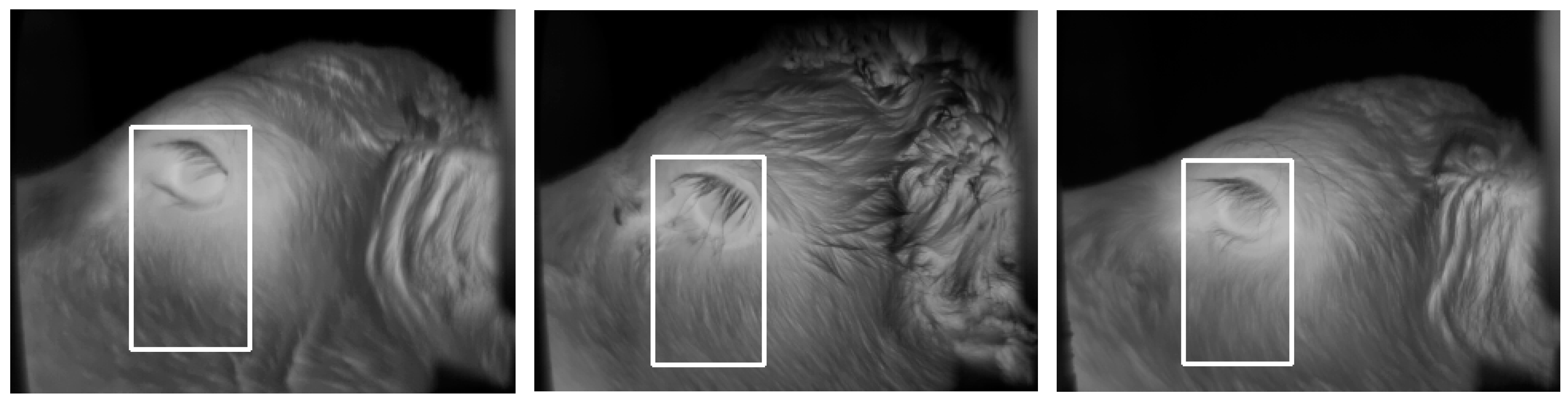 Animals 10 00292 g007 Animals 10 00292 g007