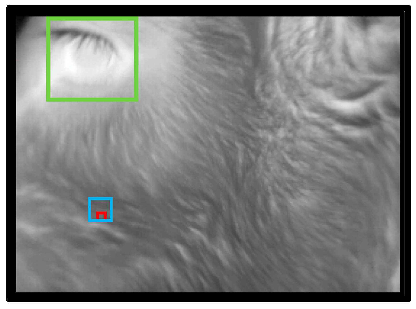 Animals 10 00292 g010 Animals 10 00292 g010