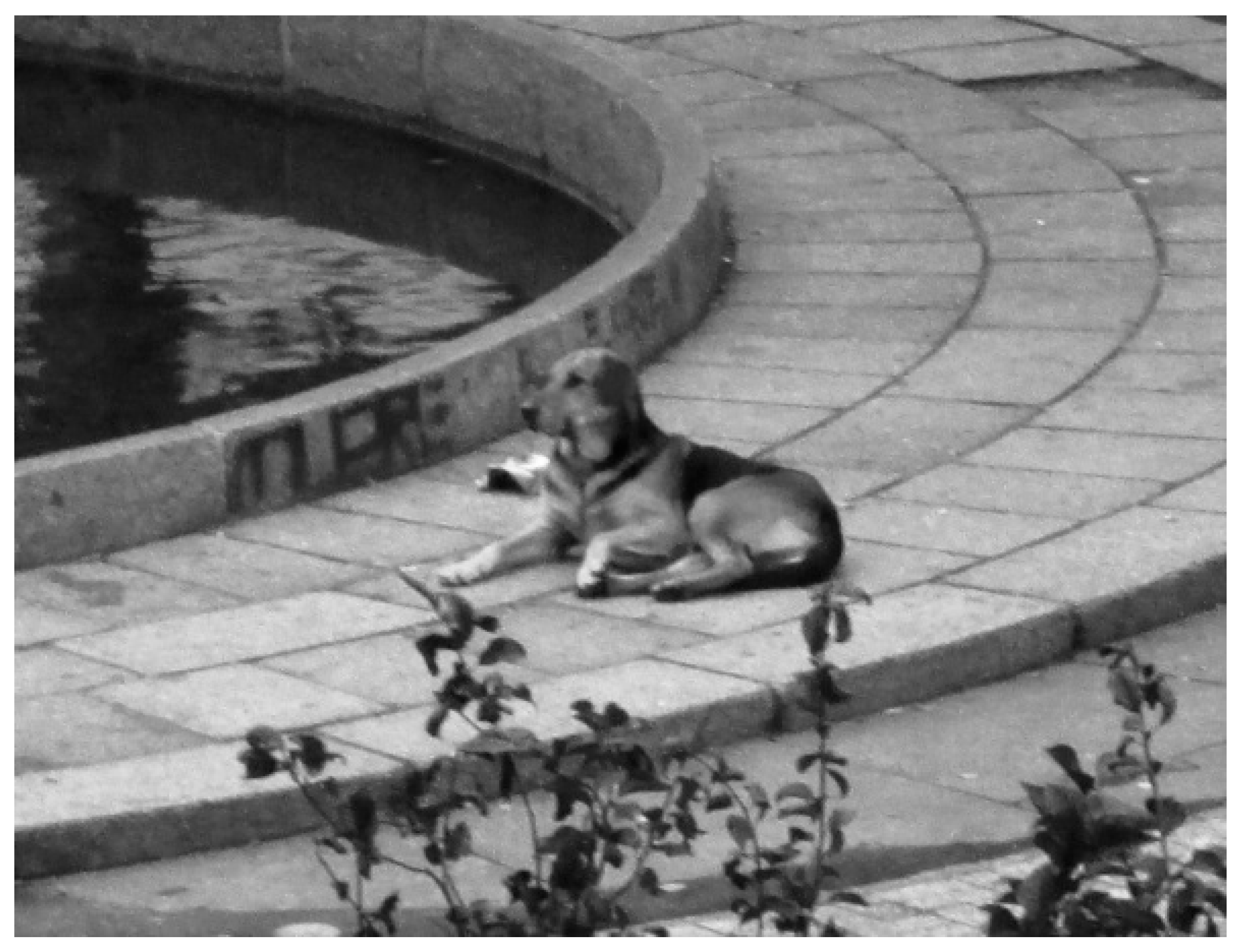 Animals 10 00298 g005