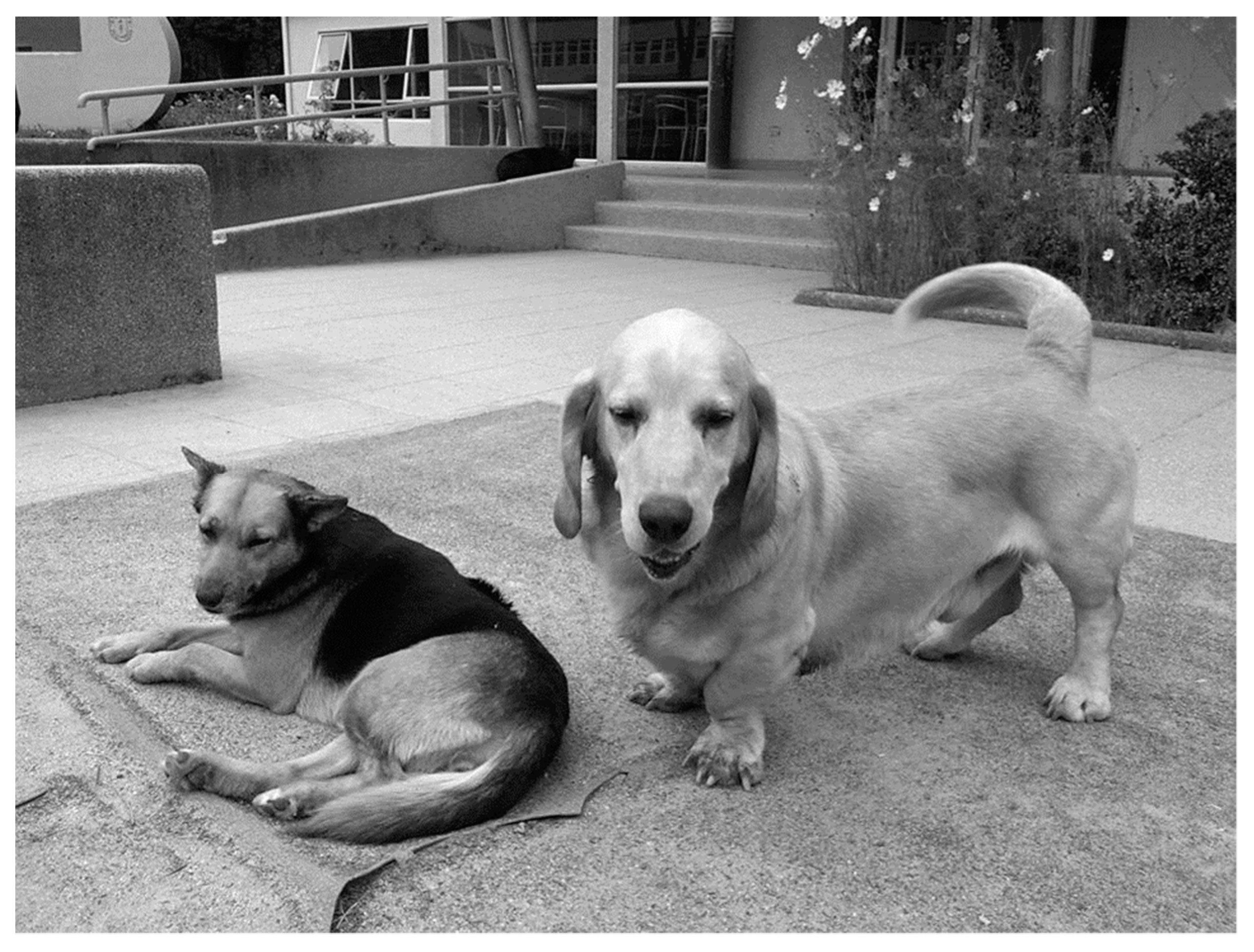 Animals 10 00298 g006
