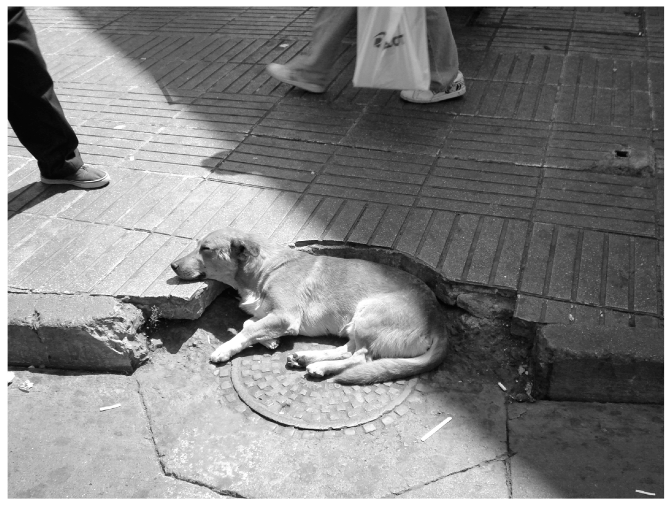 Animals | Free Full-Text | Coexistence of Diversified Dog Socialities and  Territorialities in the City of Concepción, Chile