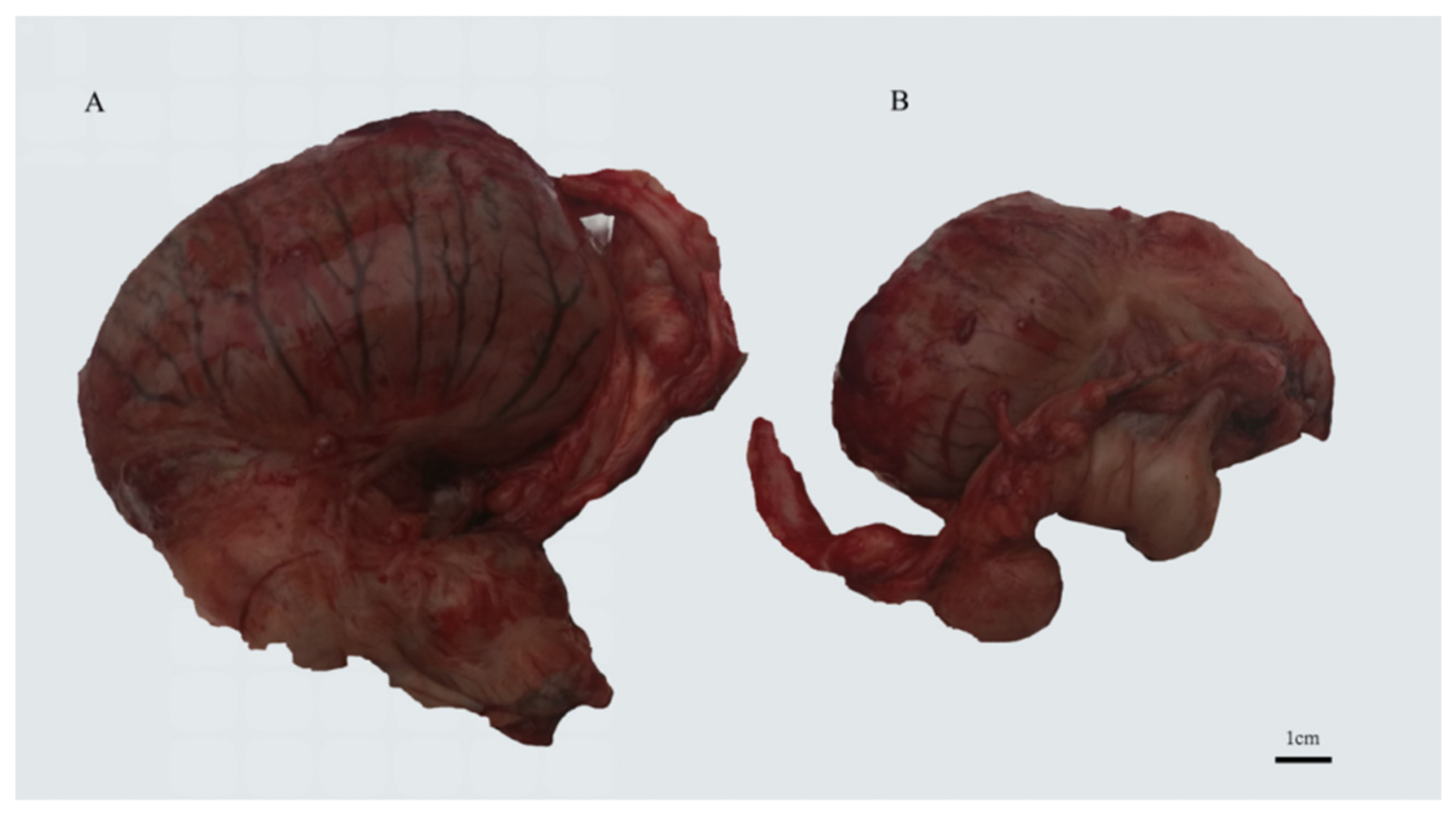 Animals 10 00338 g001 Animals 10 00338 g001