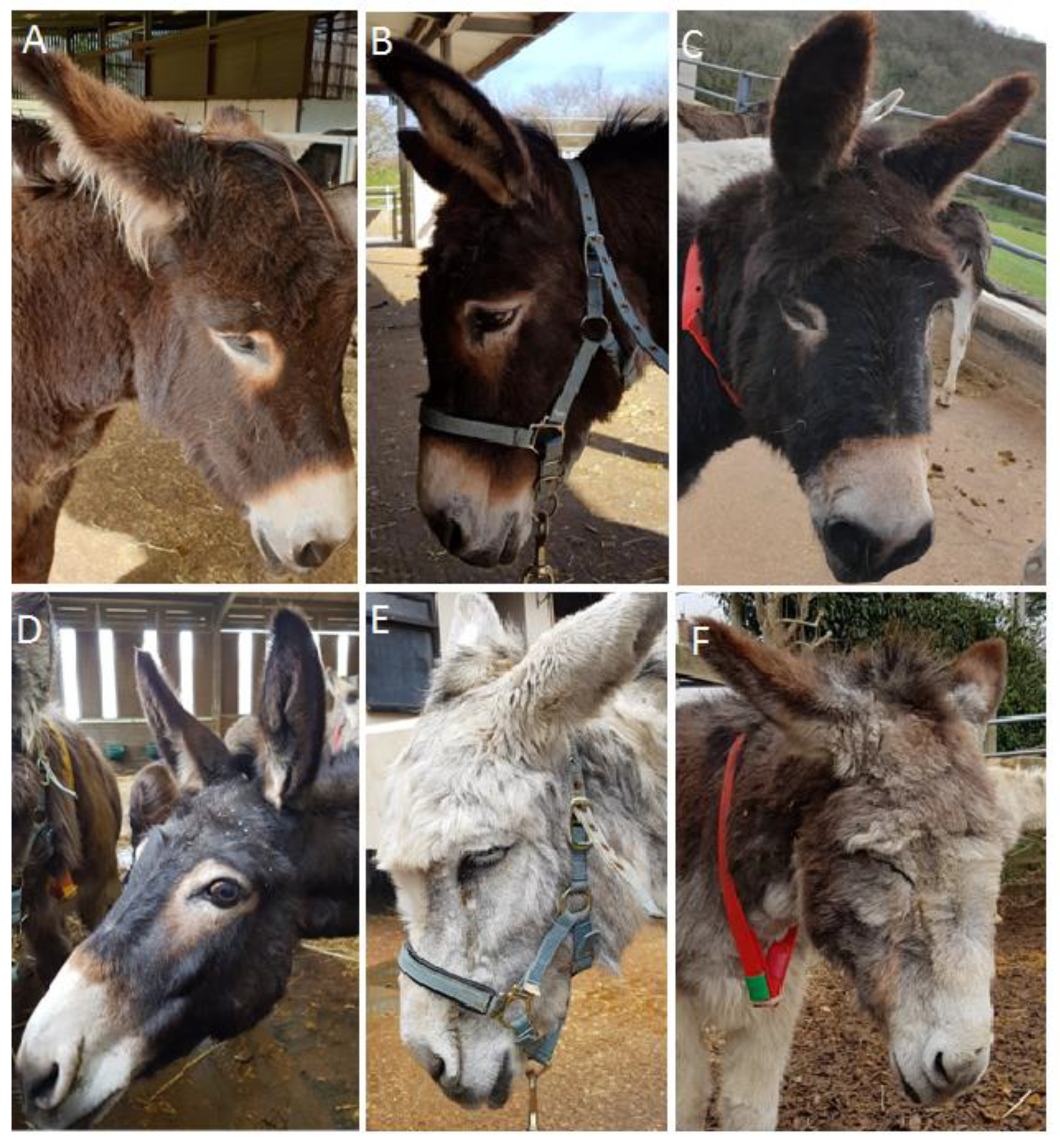 Animals 10 00354 g001 Animals 10 00354 g001