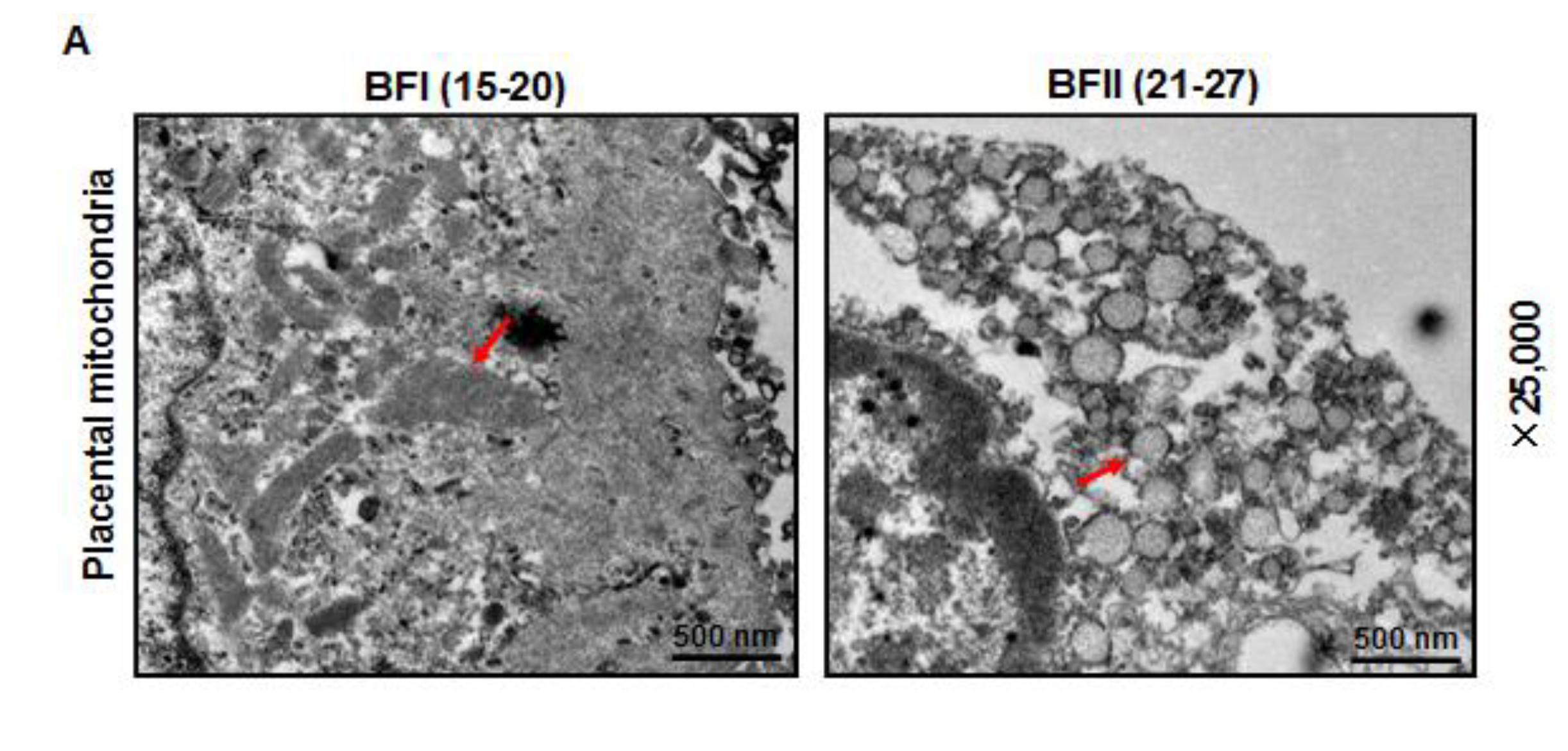 Animals 10 00360 g004a