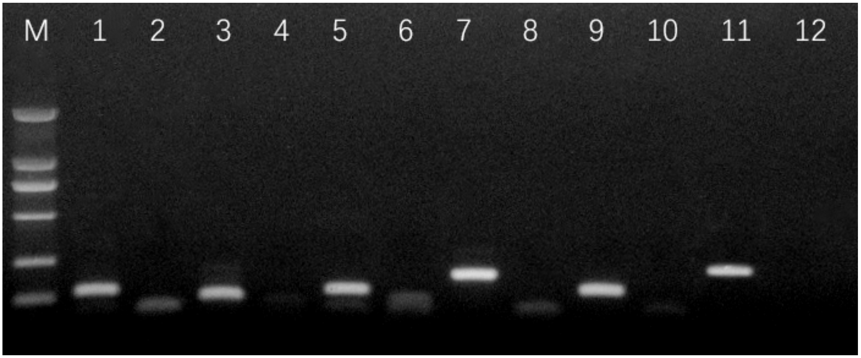 Animals 10 00367 g001 Animals 10 00367 g001