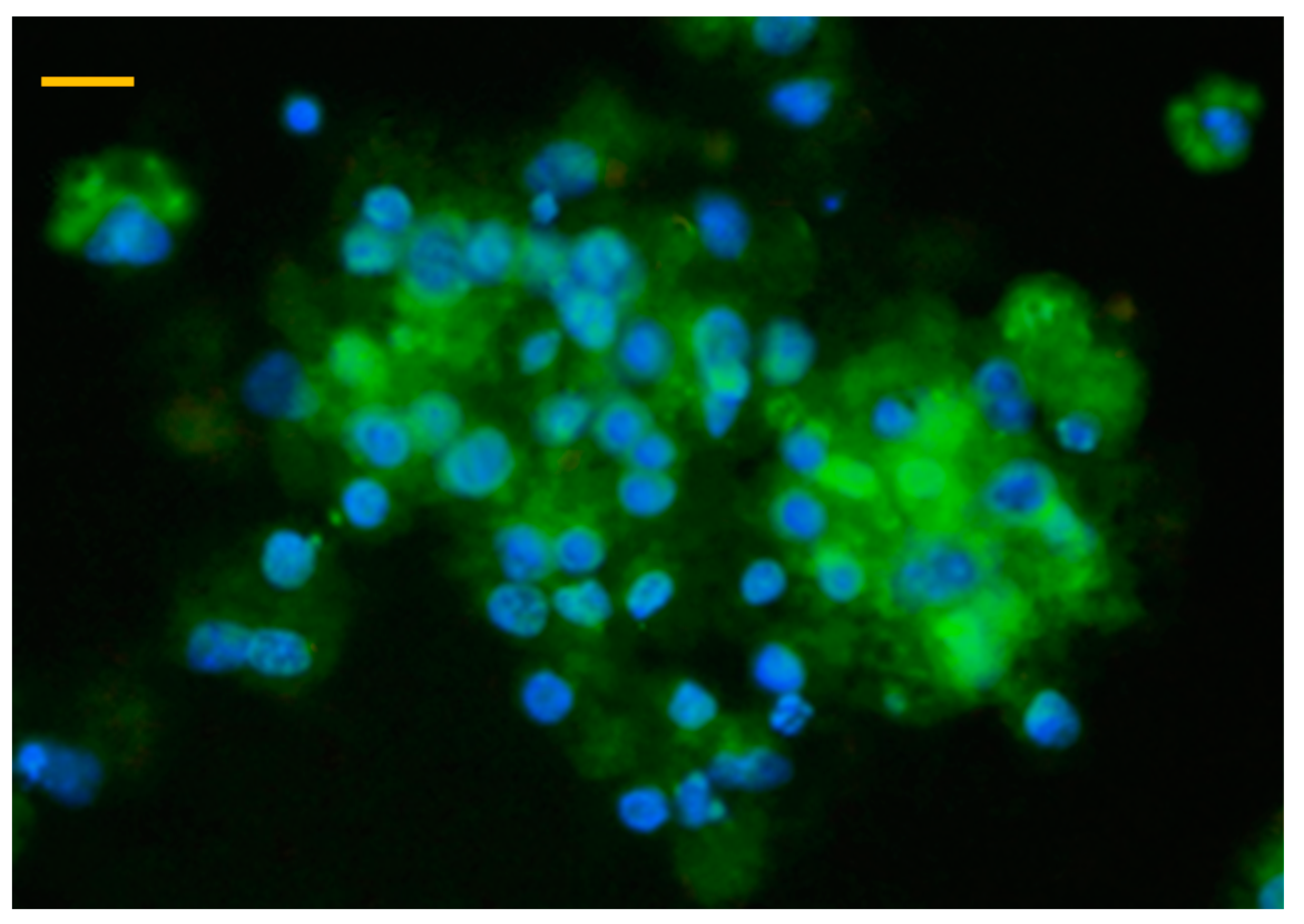 Animals 10 00409 g002