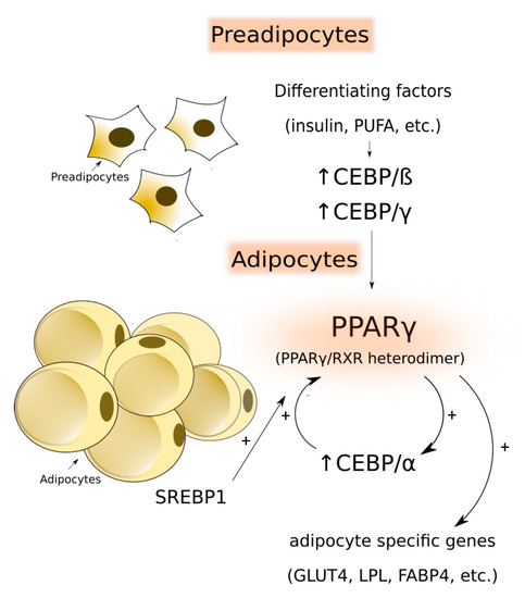 Animals Free Full Text Lipid Deposition And Metabolism In Local And Modern Pig Breeds A Review Html Animals Free Full Text Lipid Deposition And Metabolism In Local And Modern Pig Breeds A Review Html
