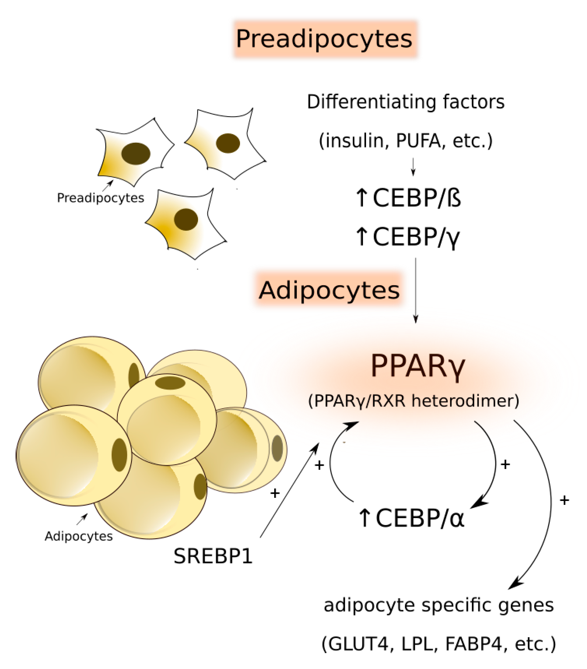 Animals Free Full Text Lipid Deposition And Metabolism In Local And Modern Pig Breeds A Review Html Animals Free Full Text Lipid Deposition And Metabolism In Local And Modern Pig Breeds A Review Html