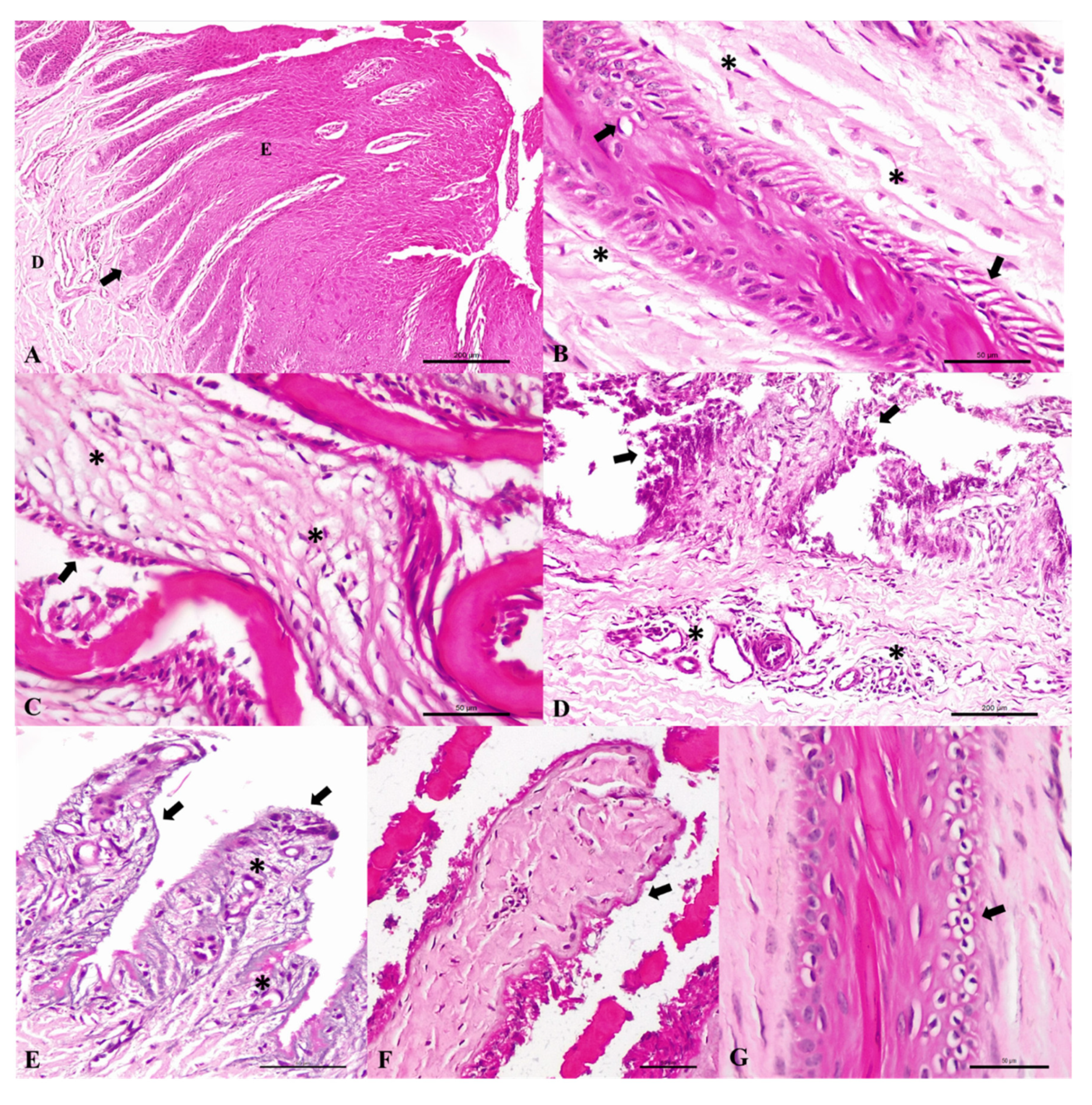 Animals Free Full Text Characterization Of Oligofructose Induced Acute Rumen Lactic Acidosis And The Appearance Of Laminitis In Zebu Cattle Html animals free full text