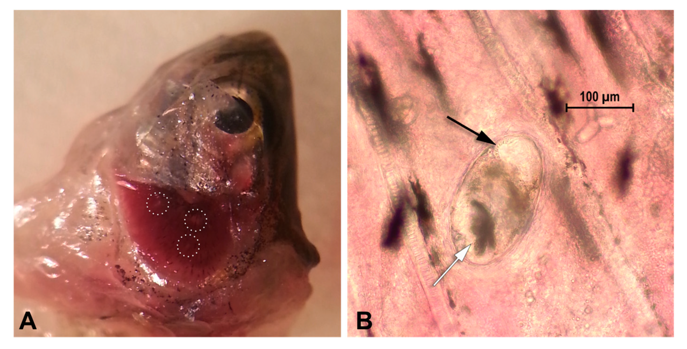 Animals 10 00456 g001