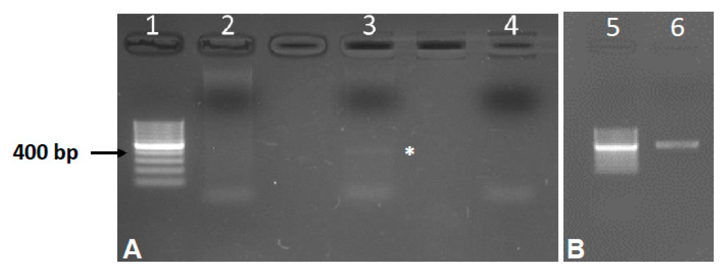 Animals 10 00456 g002