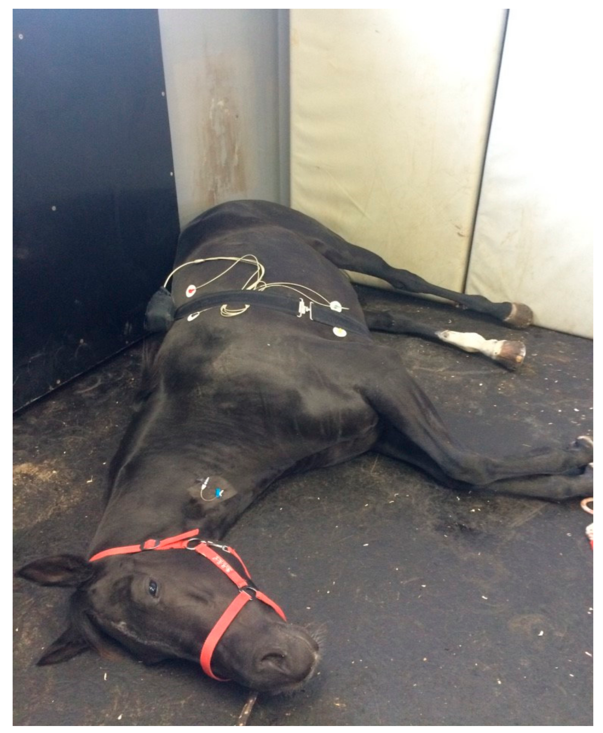 Animals 10 00485 g001