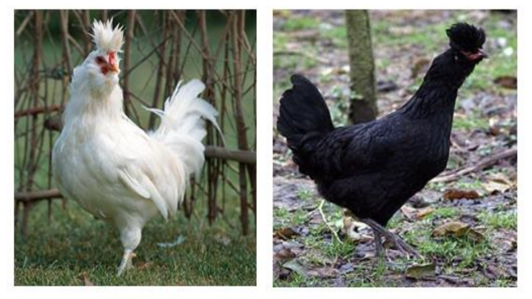 Animals | Free Full-Text | Genome-Wide Analyses Identifies Known and New Markers Responsible of Chicken Plumage Color Animals | Free Full-Text | Genome-Wide Analyses Identifies Known and New Markers Responsible of Chicken Plumage Color