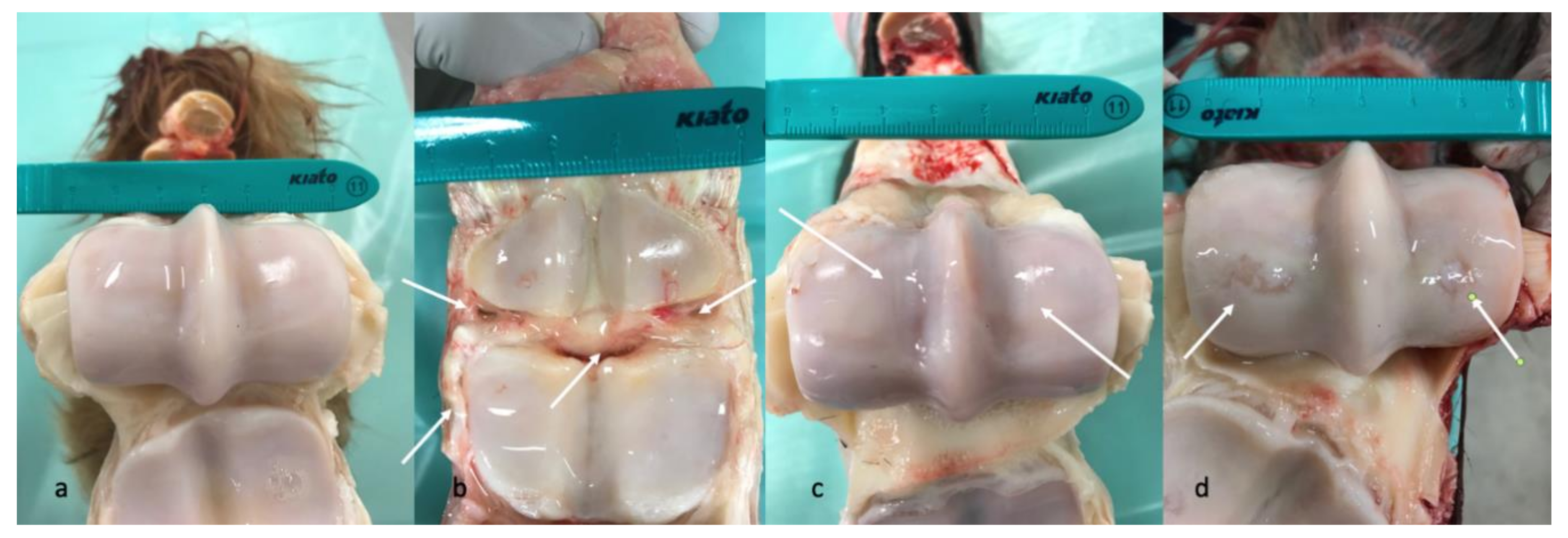 Animals 10 00506 g003 Animals 10 00506 g003