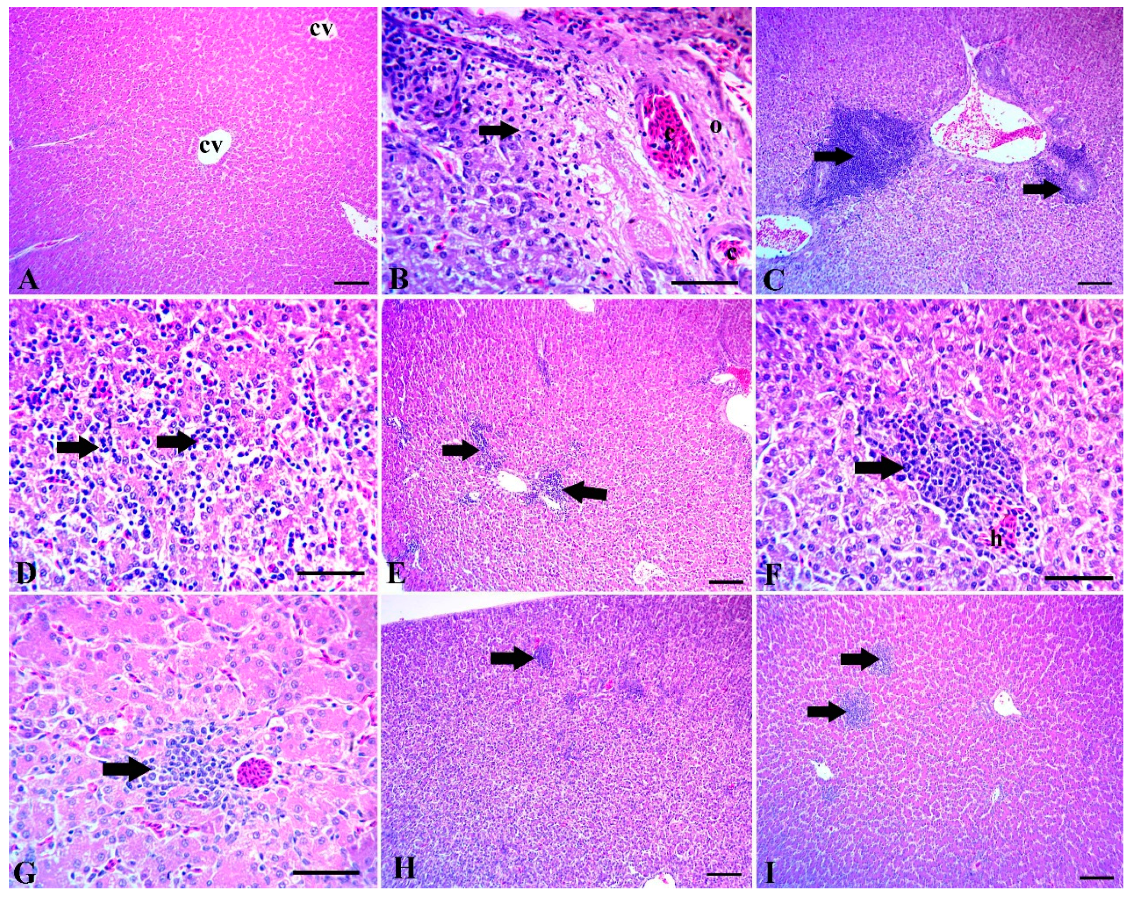 Animals Free Full Text Effect Of Antibiotic Phytobiotic And Probiotic Supplementation On Growth Blood Indices And Intestine Health In Broiler Chicks Challenged With Clostridium Perfringens Html