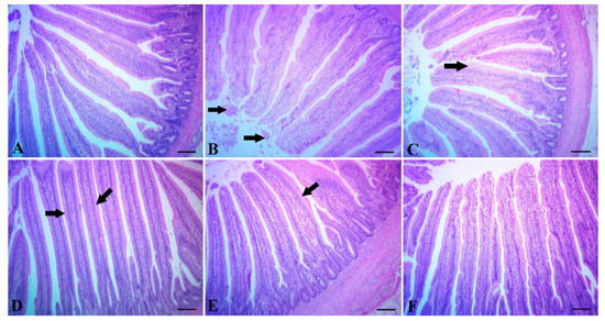 Effect of Antibiotic, Phytobiotic and Probiotic Supplementation on ...