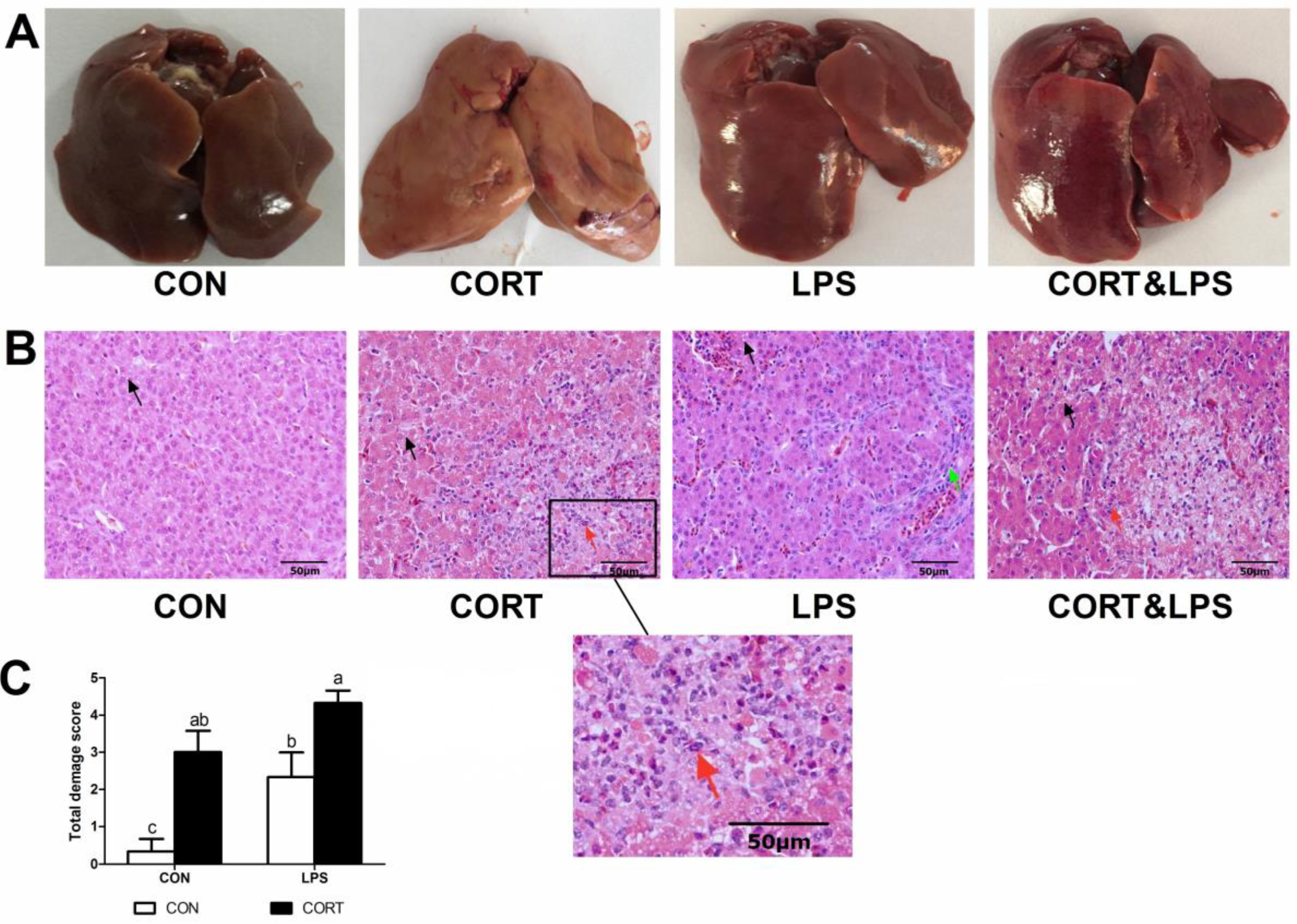 Animals Free FullText Hepatic Inflammatory Response to Exogenous