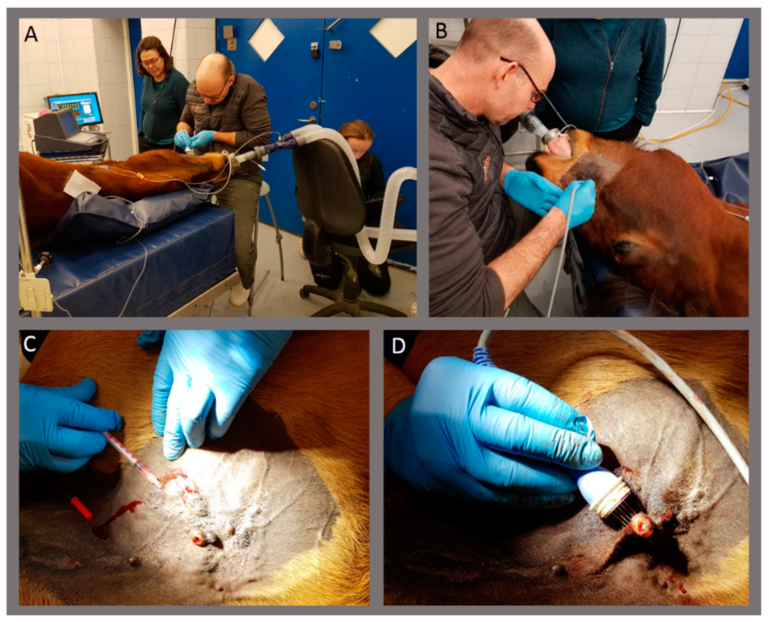 Animals 10 00517 g001