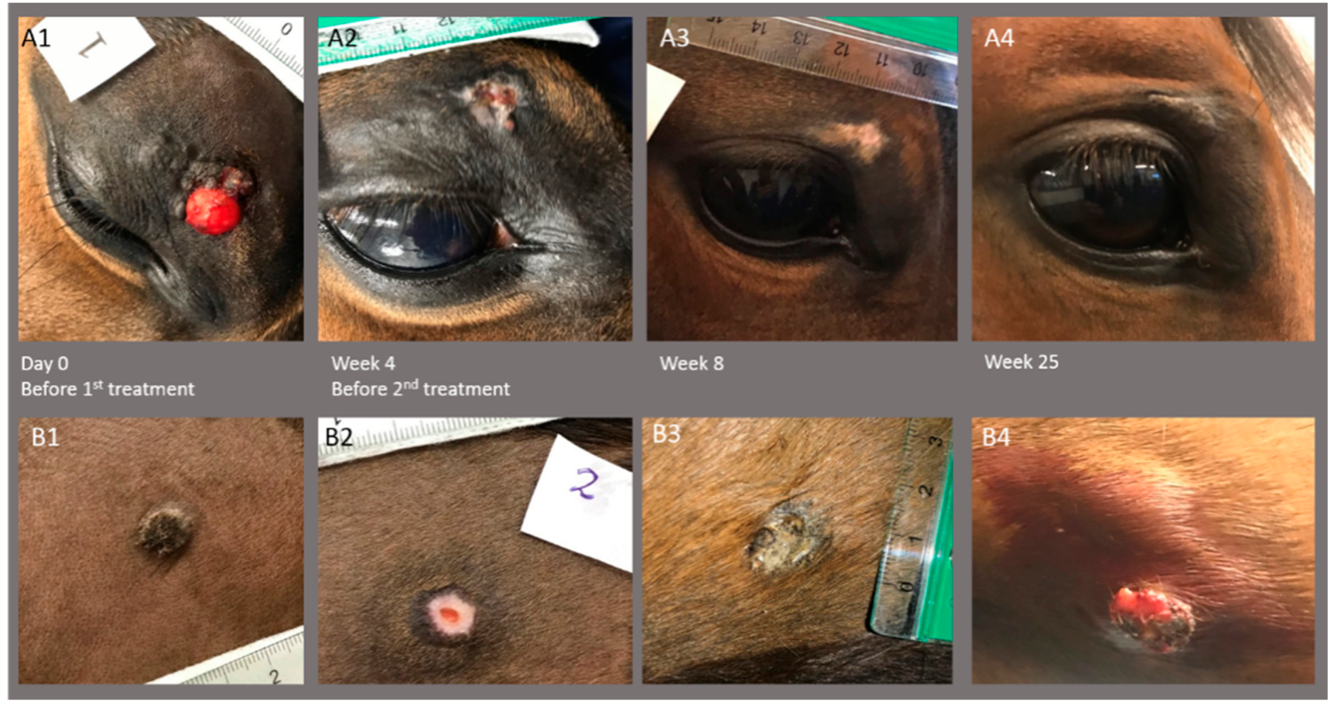 Animals 10 00517 g004