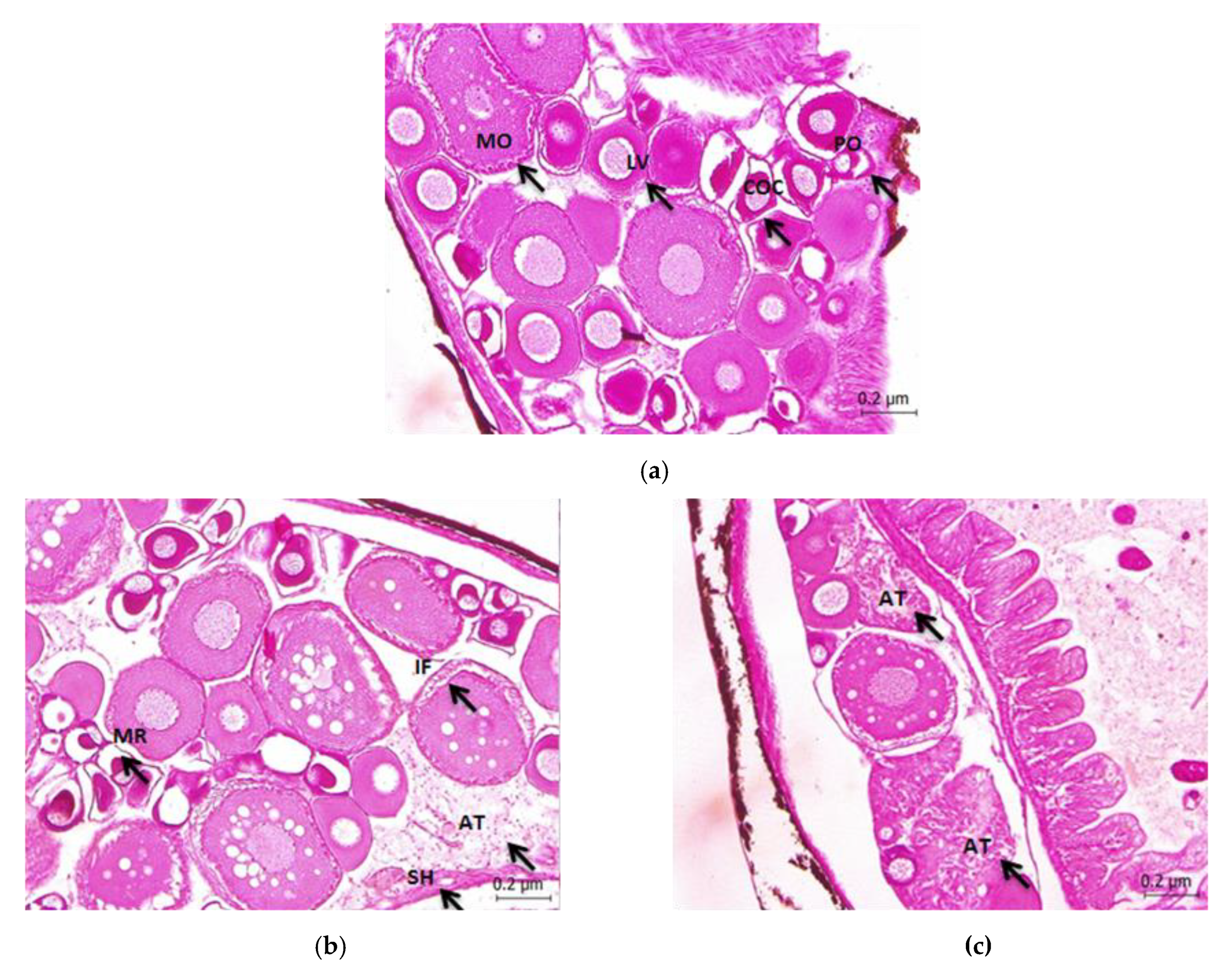 Animals 10 00525 g001