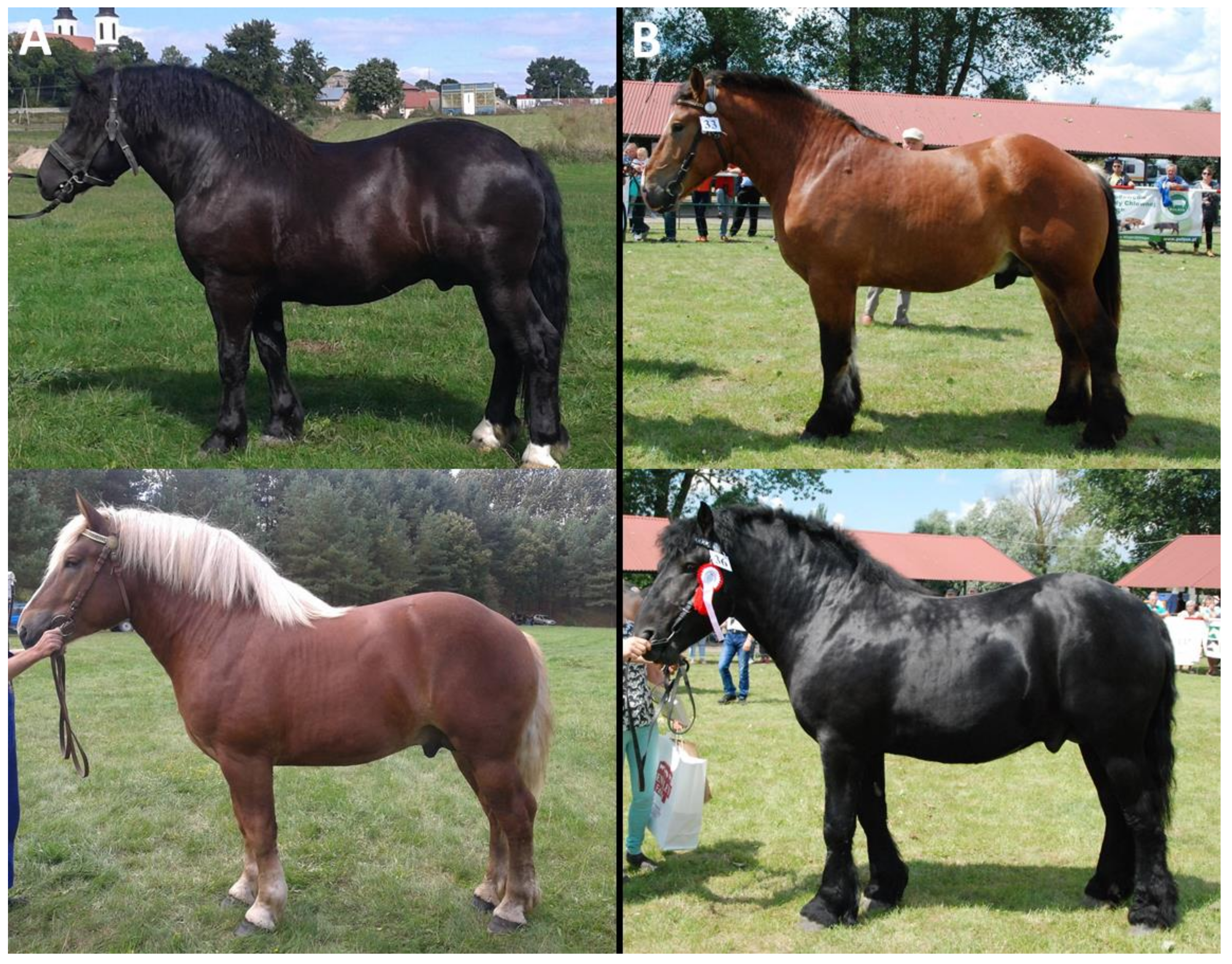 Animals 10 00542 g001