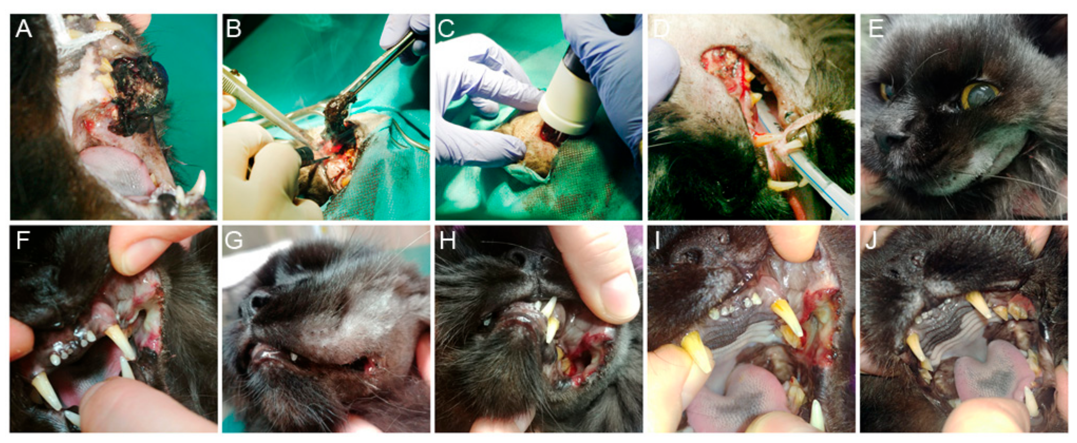 Animals 10 00556 g001