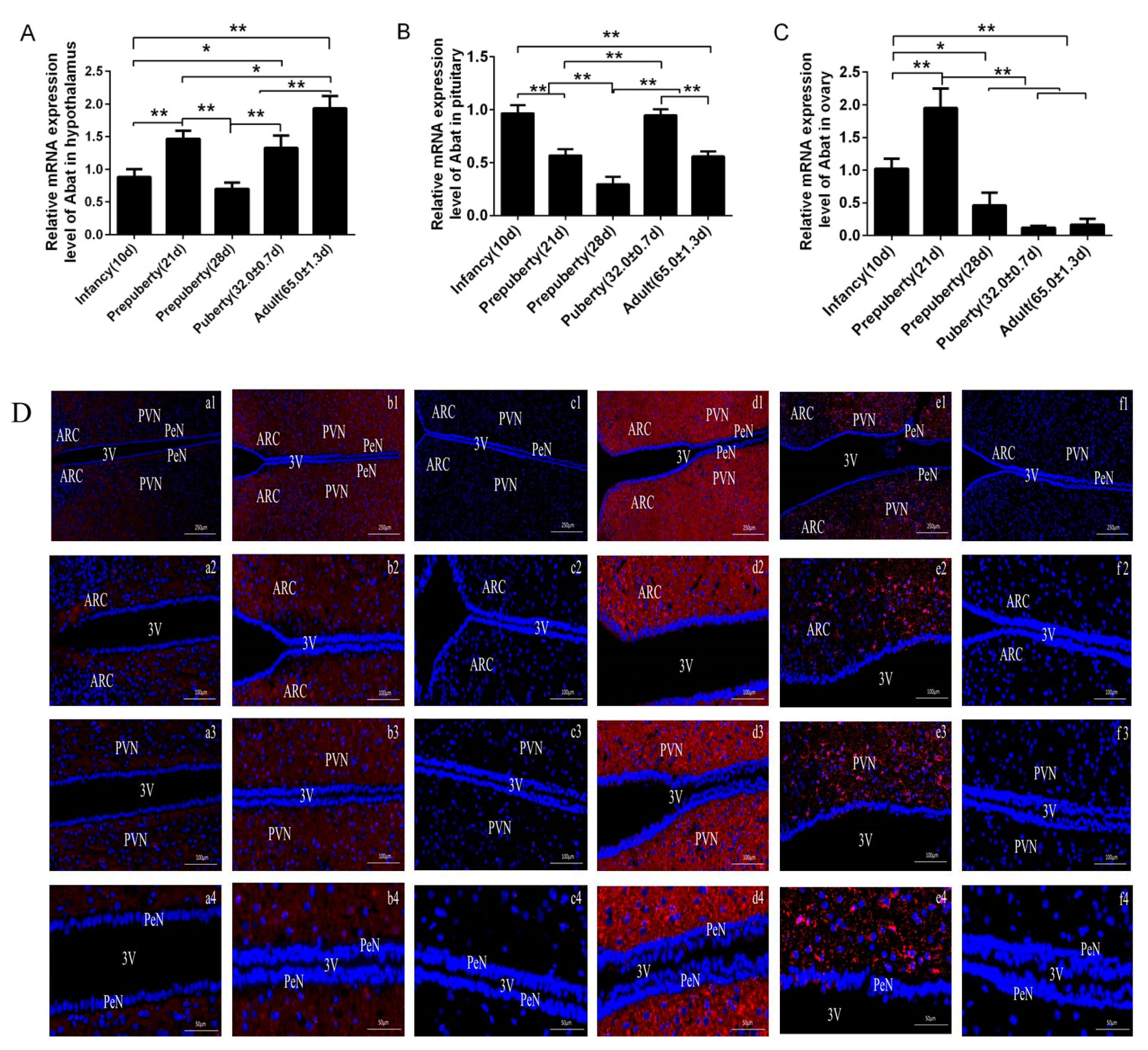 Animals Free Full Text Effect Of Gaba T On Reproductive Function In Female Rats Html Animals Free Full Text Effect Of Gaba T On Reproductive Function In Female Rats Html