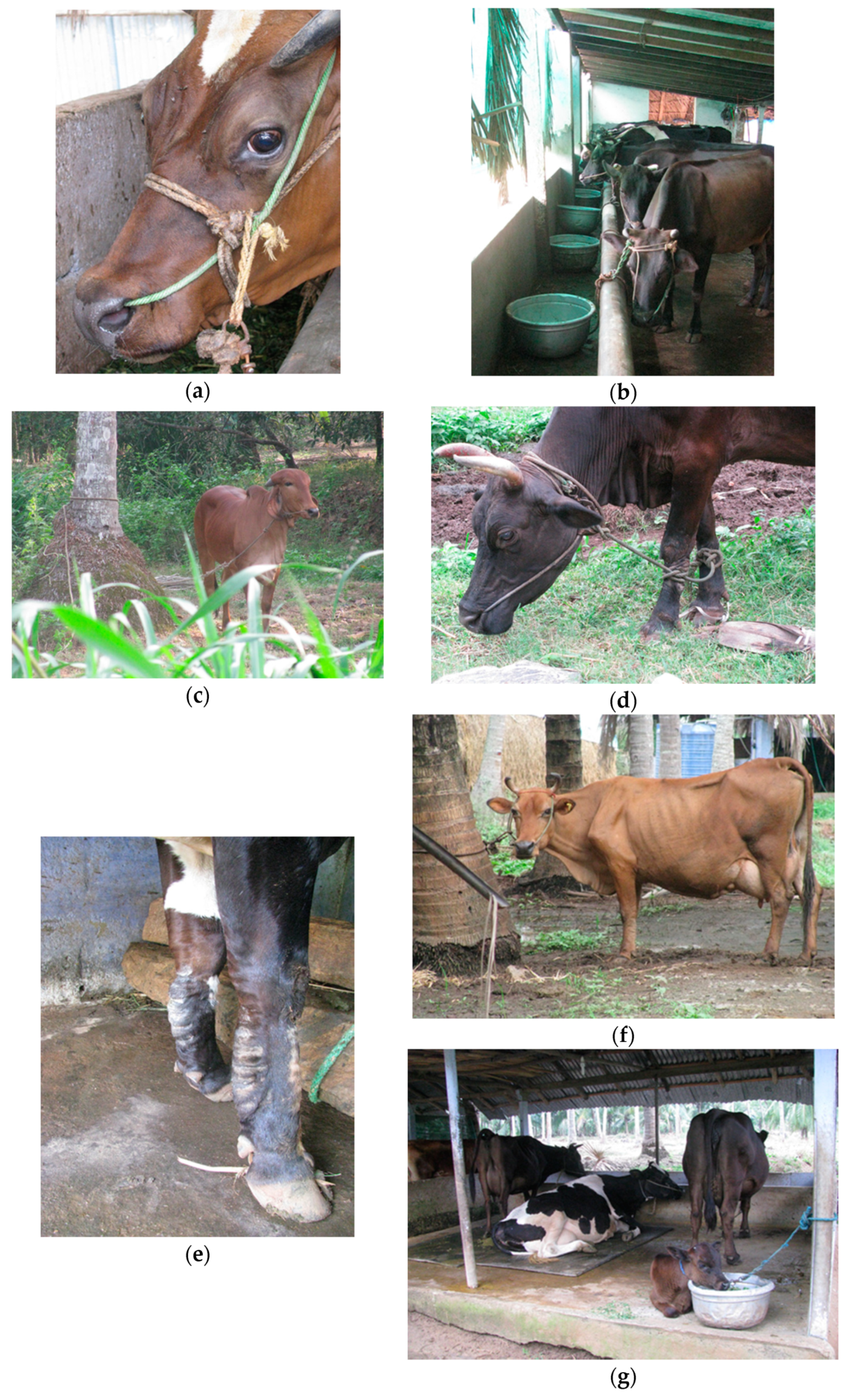 Animals 10 00586 g001