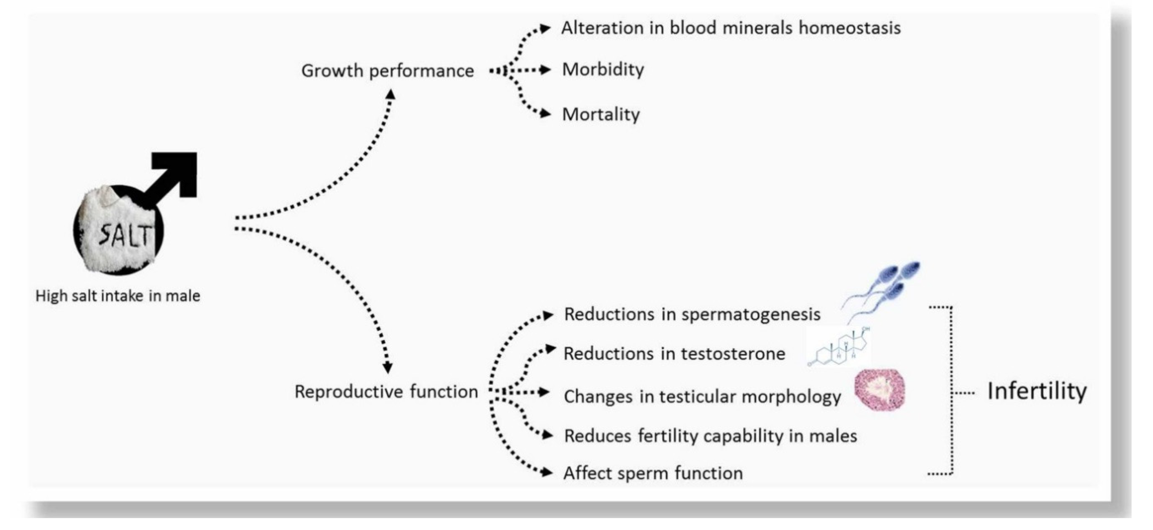 Animals | Free Full-Text | High Salt Diet Affects the Reproductive Health in Animals: An Overview Animals | Free Full-Text | High Salt Diet Affects the Reproductive Health in Animals: An Overview