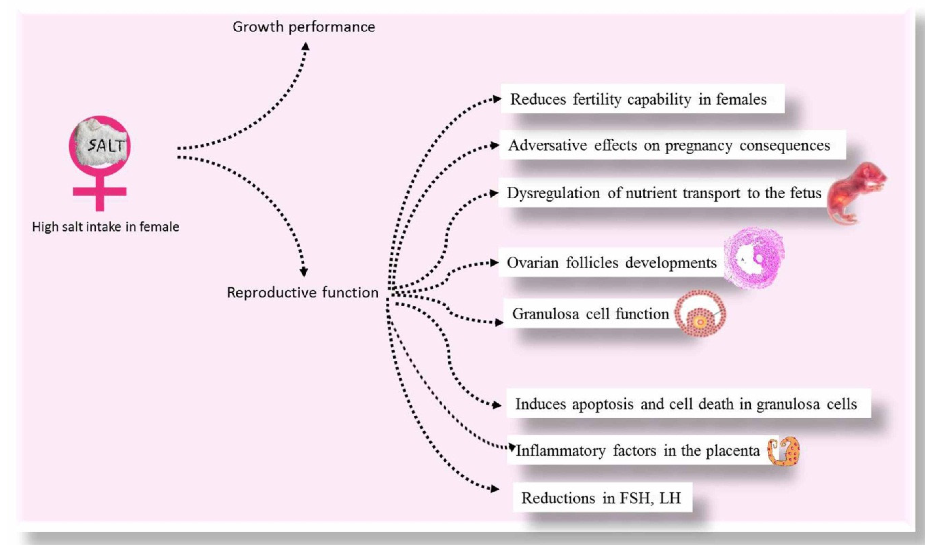 Animals | Free Full-Text | High Salt Diet Affects the Reproductive Health in Animals: An Overview Animals | Free Full-Text | High Salt Diet Affects the Reproductive Health in Animals: An Overview