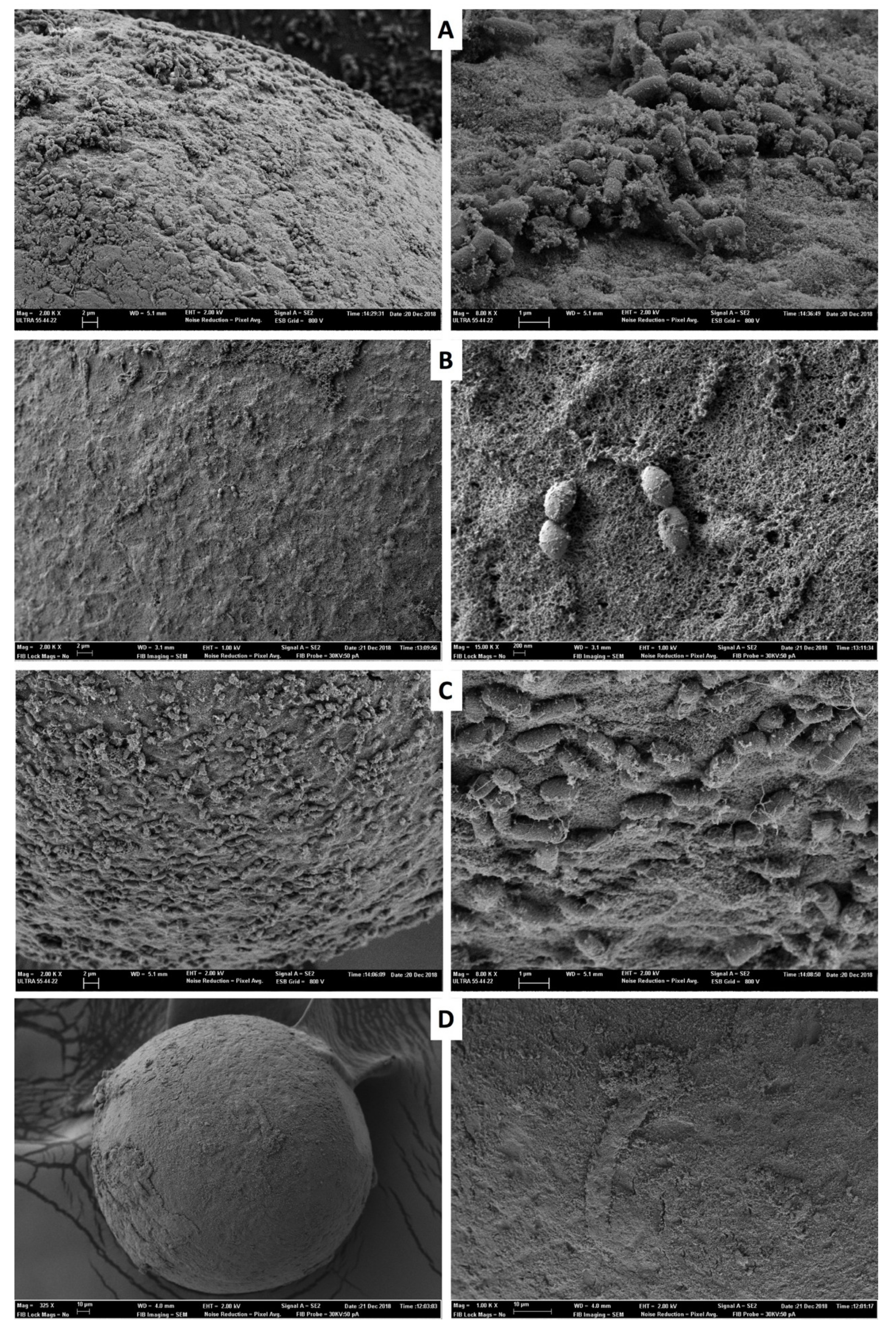 Animals 10 00598 g003