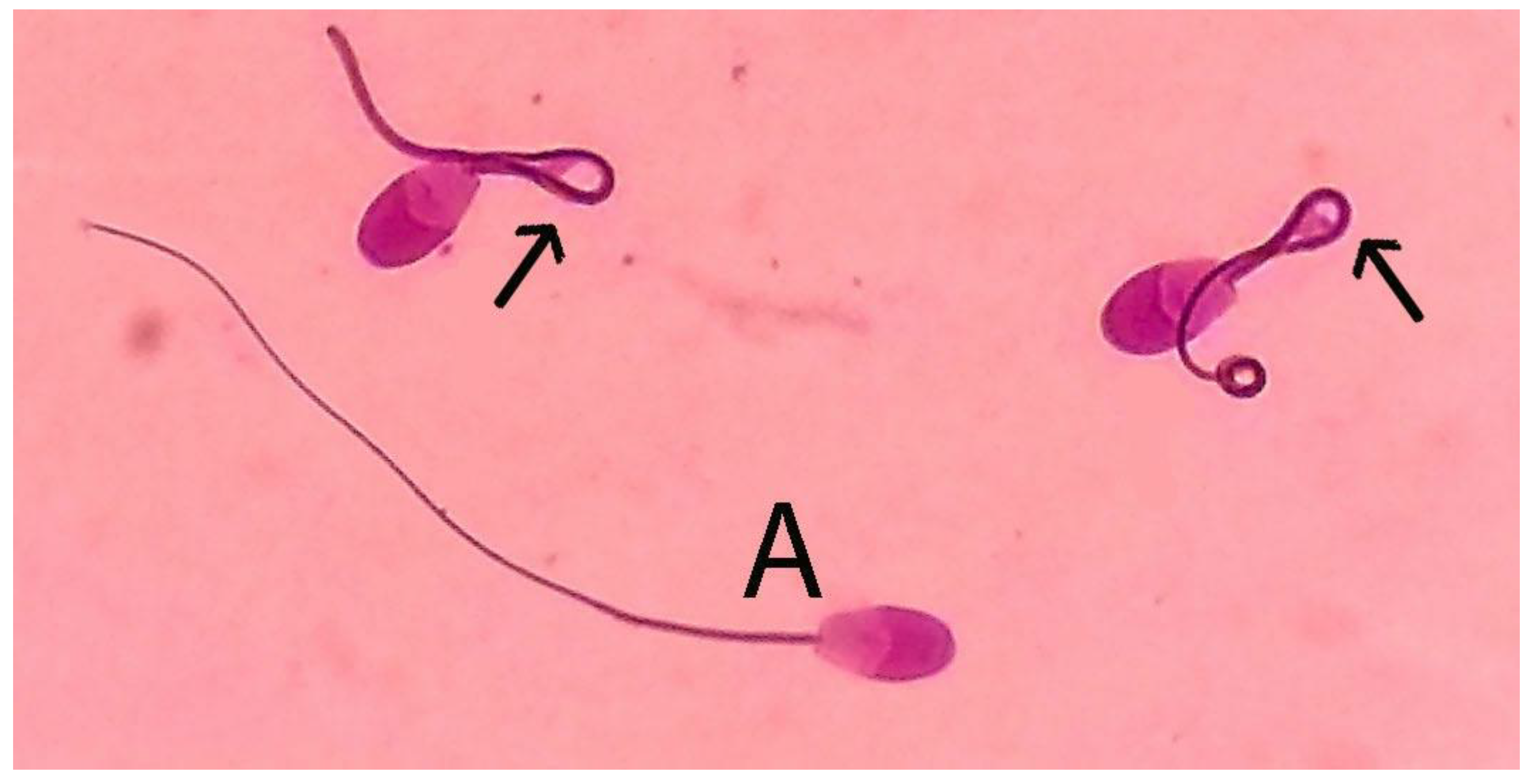 Animals 10 00653 g001 Animals 10 00653 g001