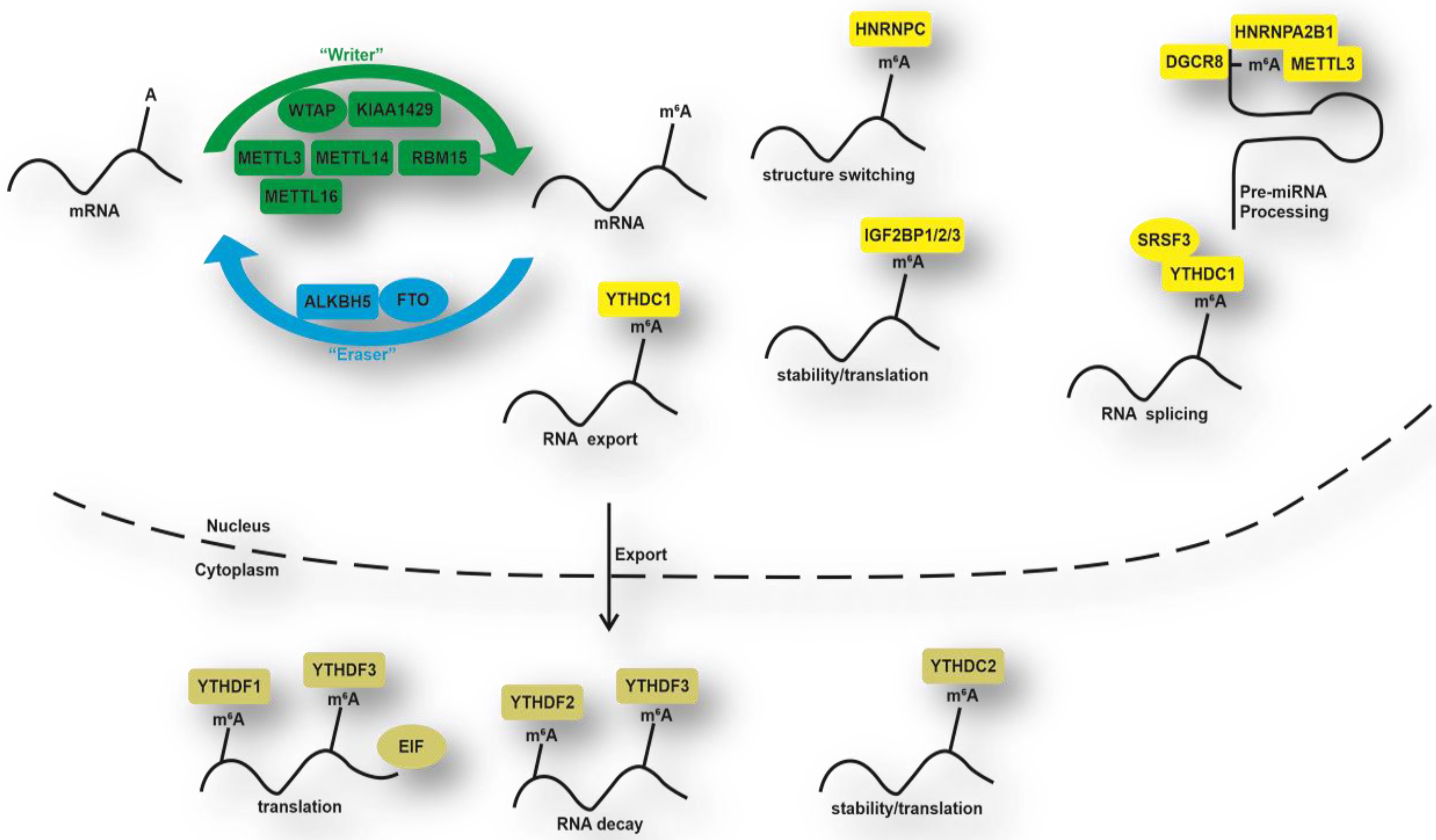Animals 10 00677 g001