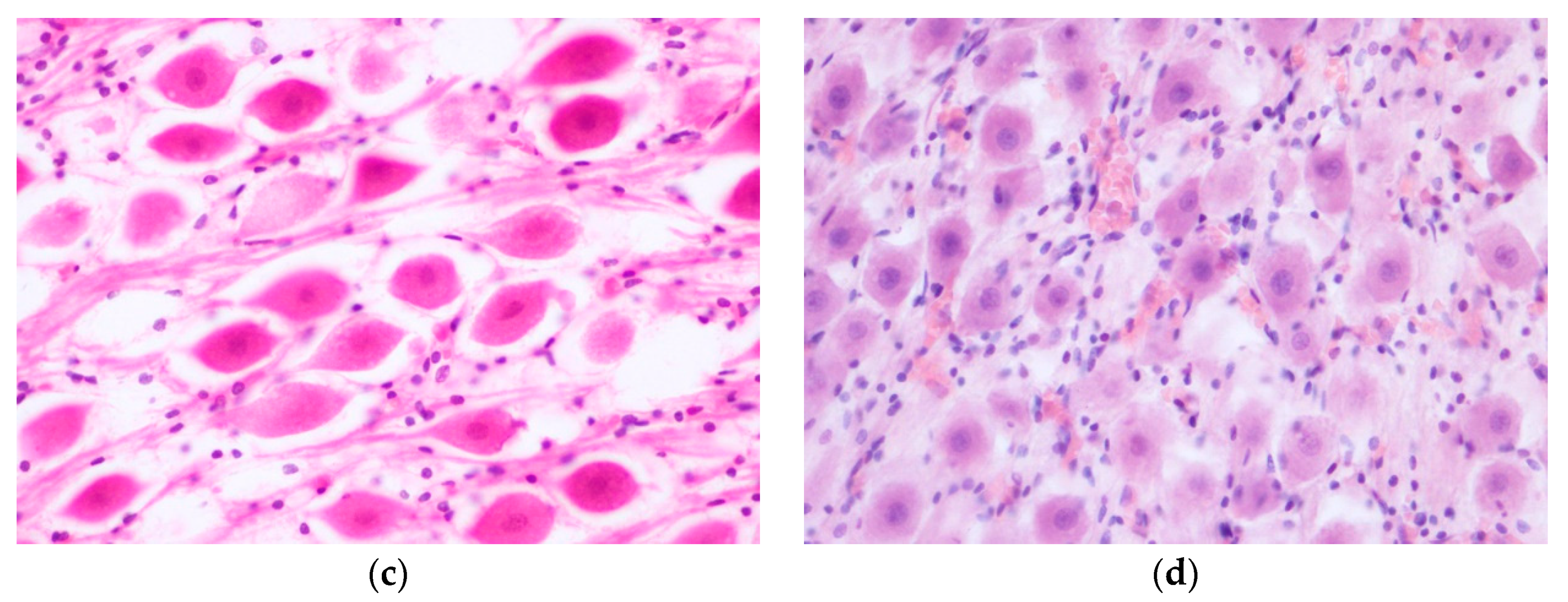 Animals 10 00683 g001b