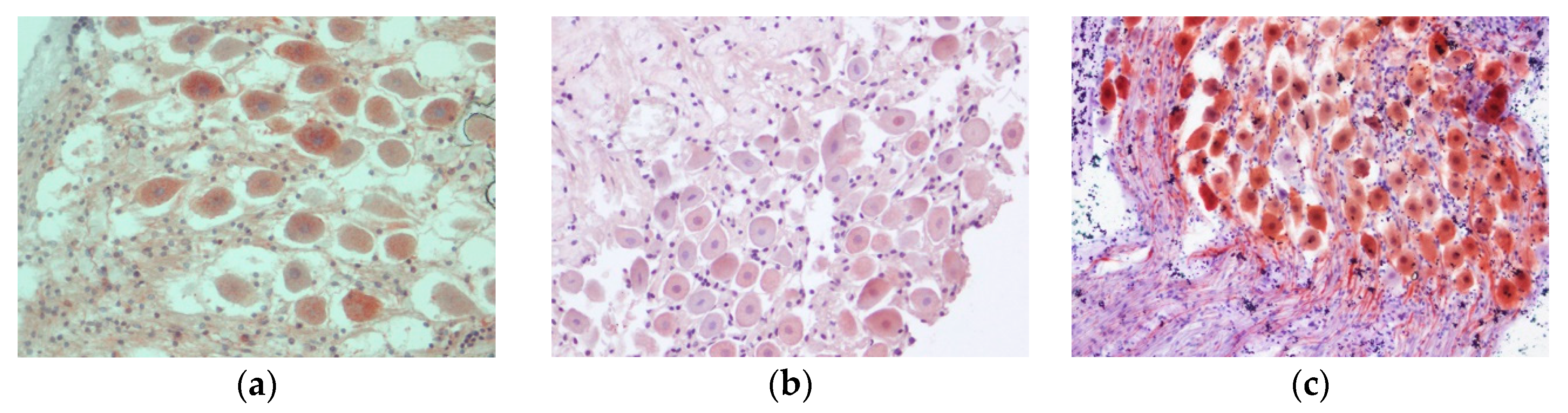 Animals 10 00683 g004