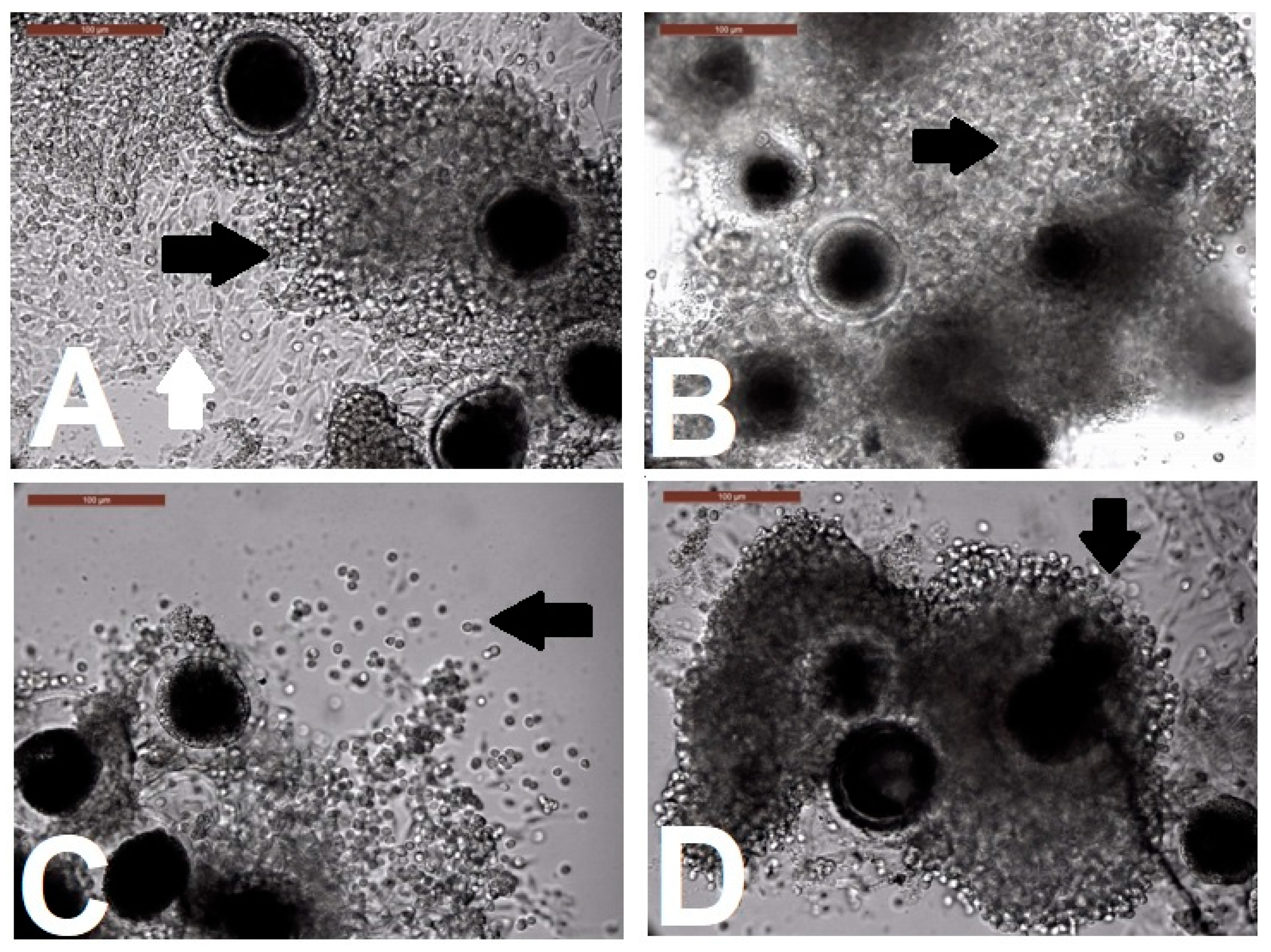 Animals 10 00750 g002 Animals 10 00750 g002